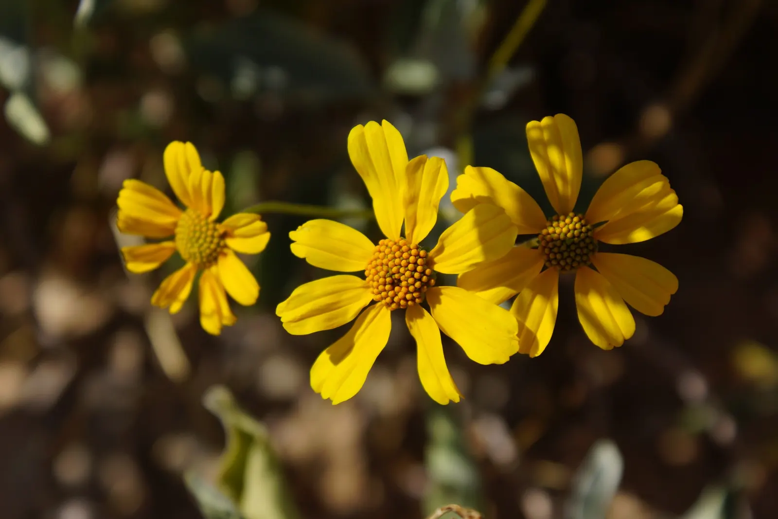 Desert Encelia (Encelia Farinosa) — epitomizing the beauty and toughness of desert flora; scientifically known as Encelia farinosa, image 84