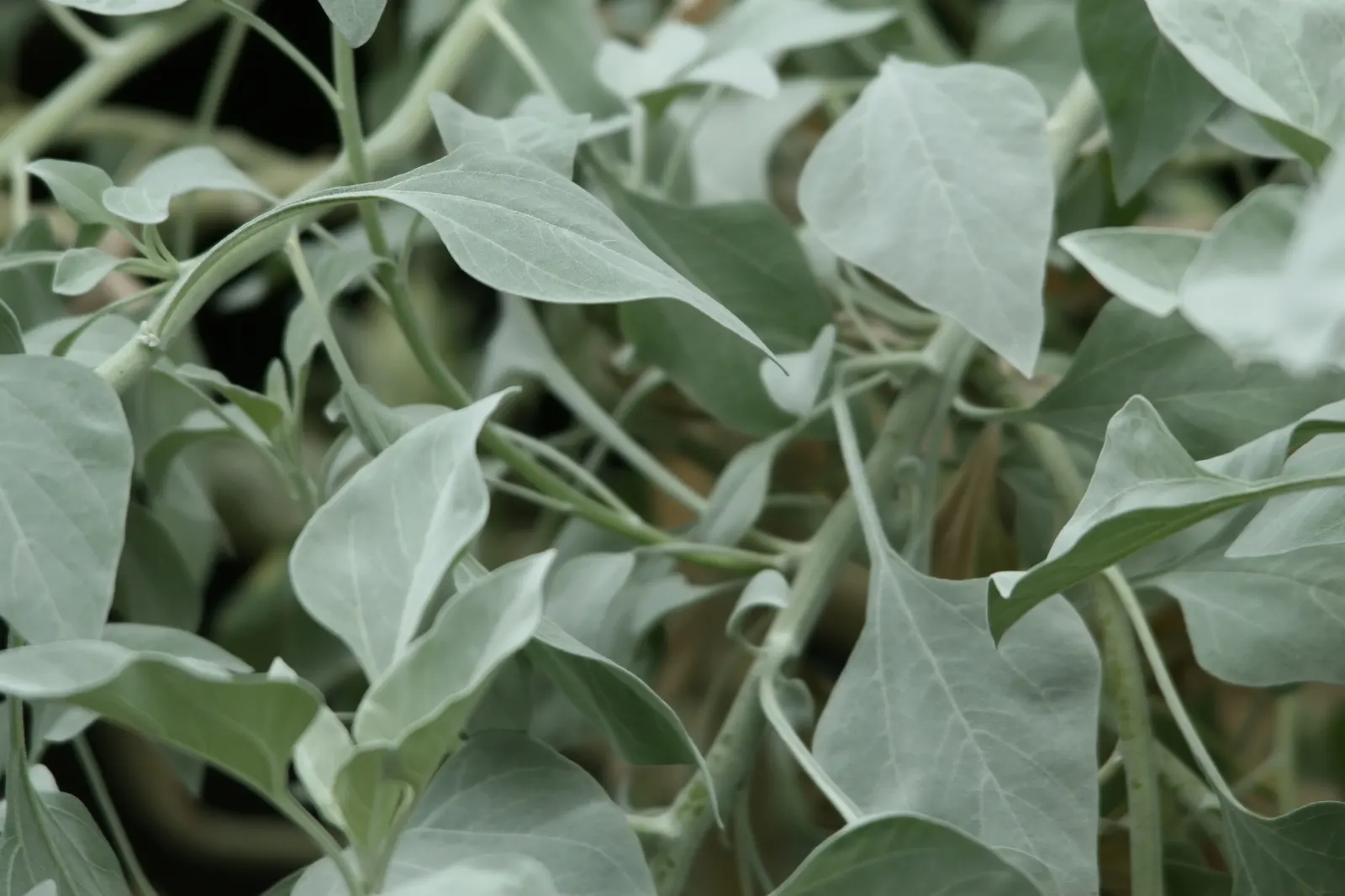 Desert Encelia (Encelia Farinosa) — it‚Äôs a low-maintenance choice; the Desert Encelia is an excellent choice for gardeners aiming for a natural, image 57
