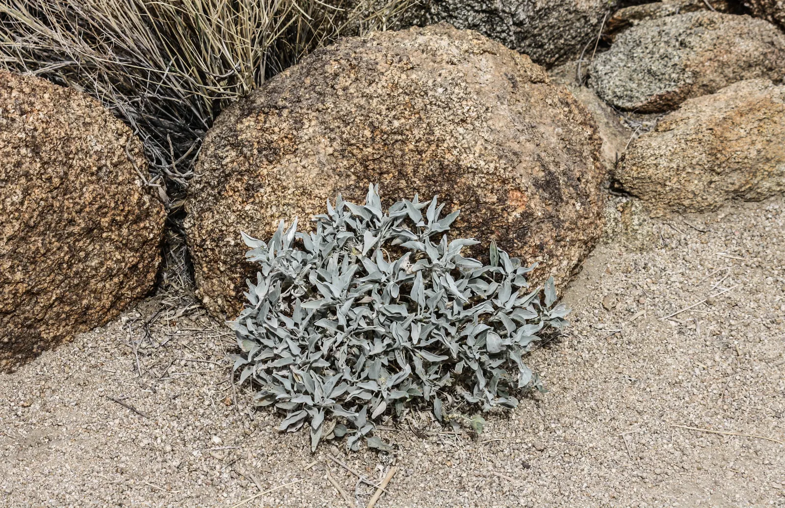 Desert Encelia (Encelia Farinosa) — which can reach heights of 2 to 4 feet with an equal spread; preferring full sun and well-draining soils, image 87