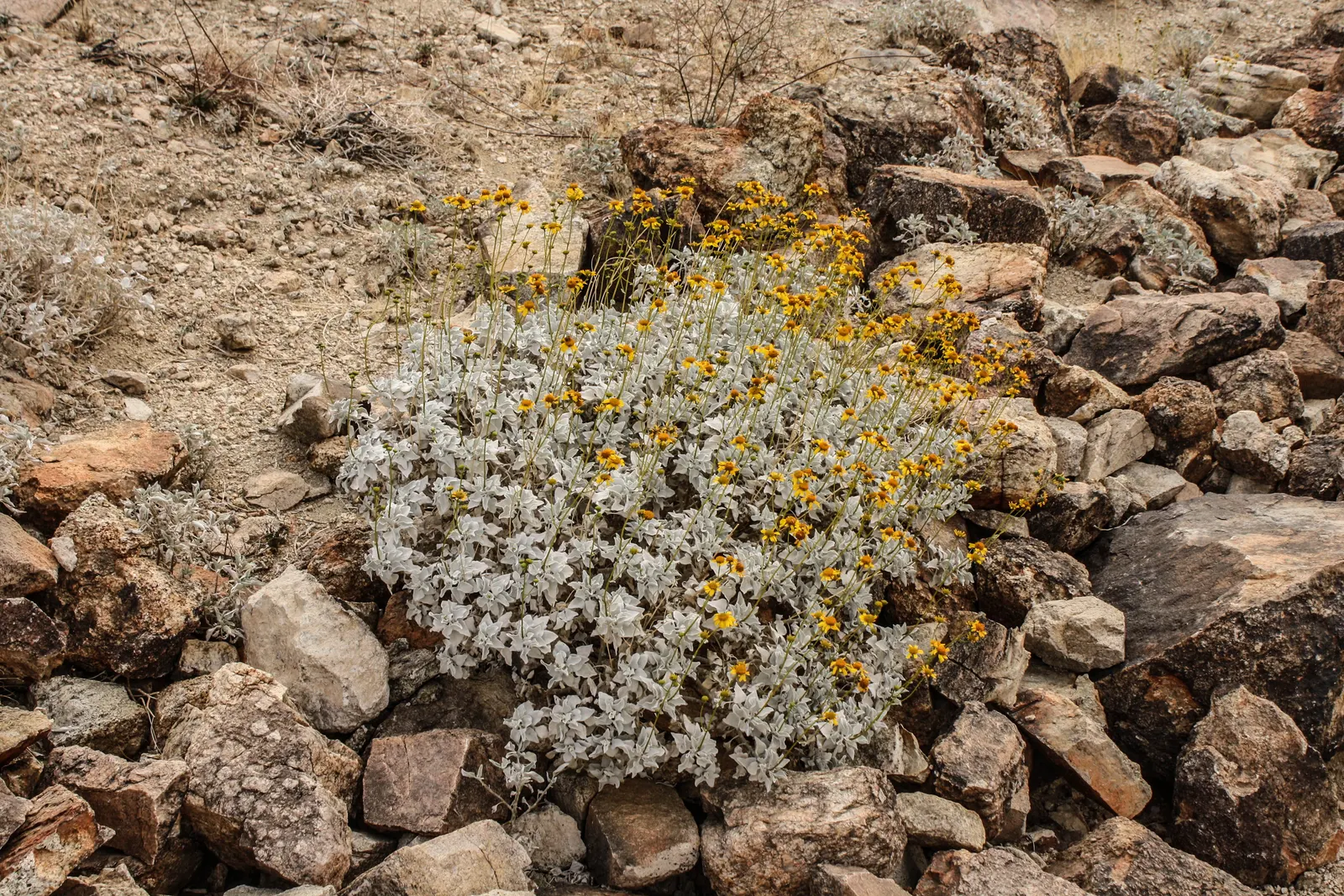 Desert Encelia (Encelia Farinosa) — thus reducing water loss and protecting the plant from the intense desert heat; minimal supplemental watering, image 89