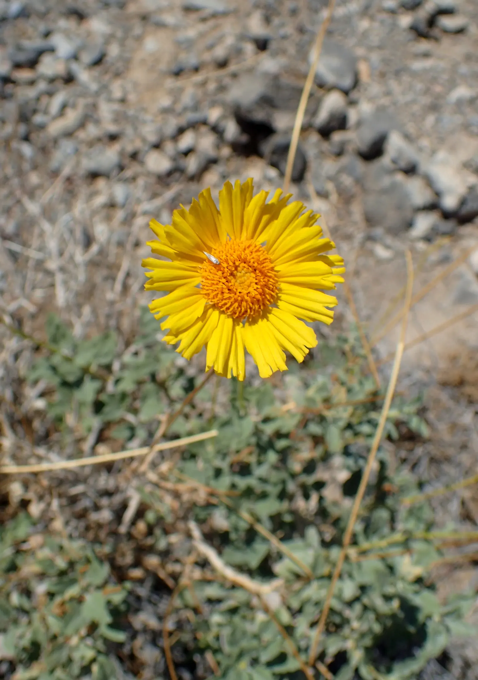 Desert Encelia (Encelia Farinosa) — shrub for full or half; desert-inspired landscape, image 75