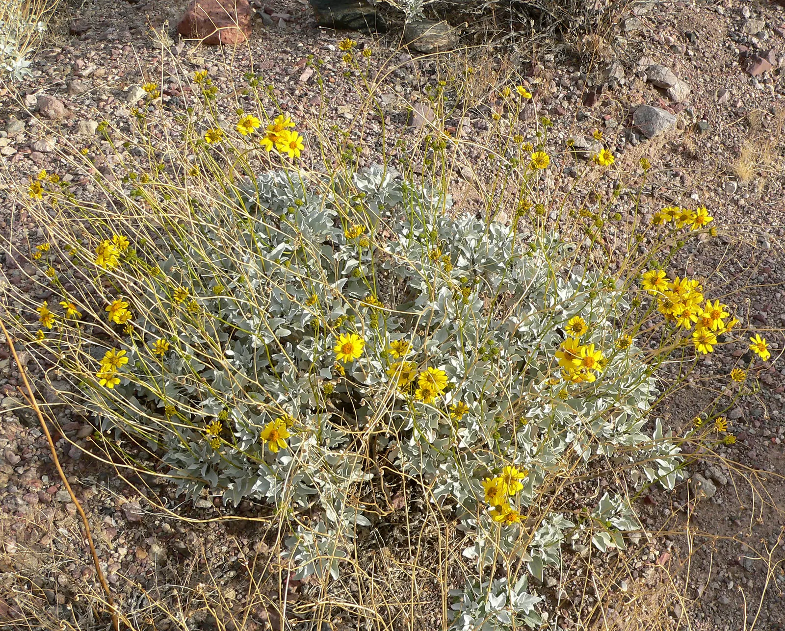Desert Encelia (Encelia Farinosa) — scientifically known as Encelia farinosa; these blooms stand on tall stems well above the foliage and attract a, image 60