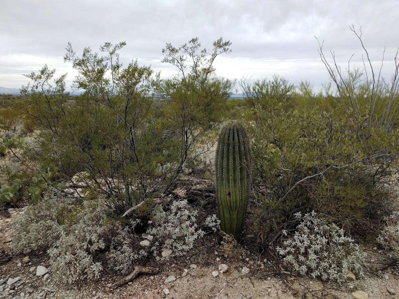Desert Encelia (Encelia Farinosa) — requiring at least 6 hours of direct sunlight a day to ensure optimal growth and flowering; springtime yields, image 69