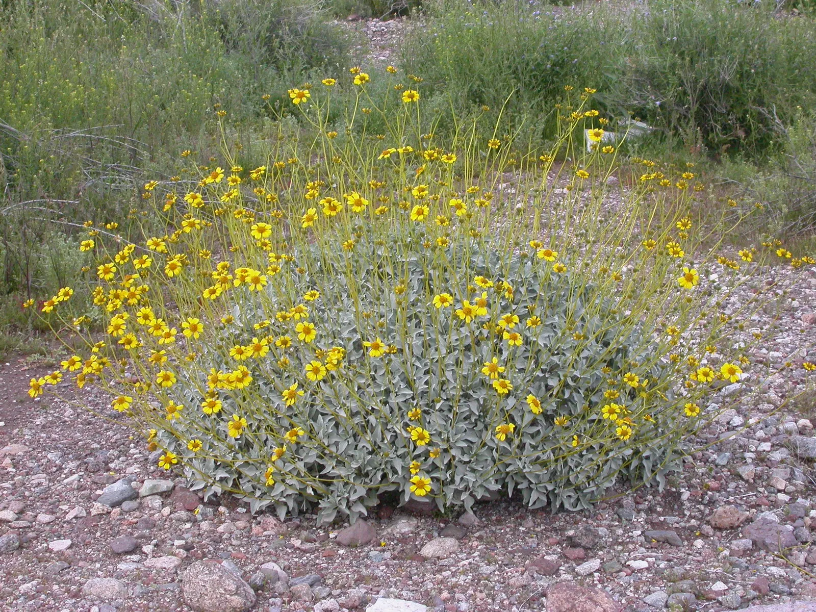 Desert Encelia (Encelia Farinosa) — requiring minimal water once established; is a resilient desert shrub thriving in arid climates, image 108
