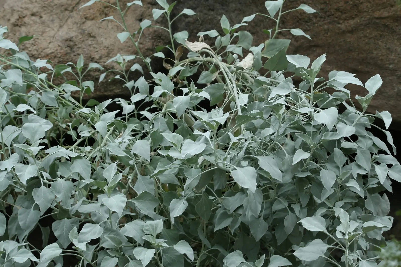 Desert Encelia (Encelia Farinosa) — epitomizing the beauty and toughness of desert flora; scientifically known as Encelia farinosa, image 59