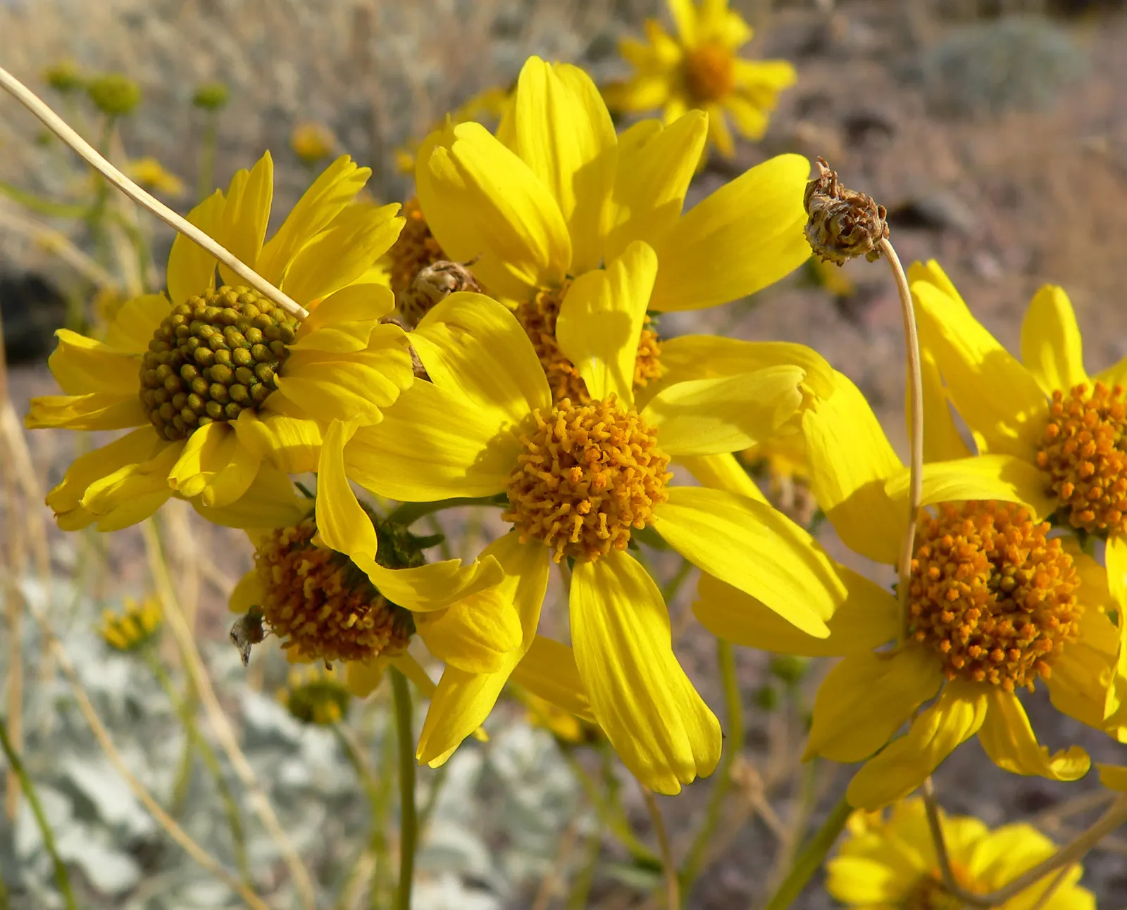 Desert Encelia (Encelia Farinosa) — scientifically known as Encelia farinosa; these blooms stand on tall stems well above the foliage and attract a, image 85