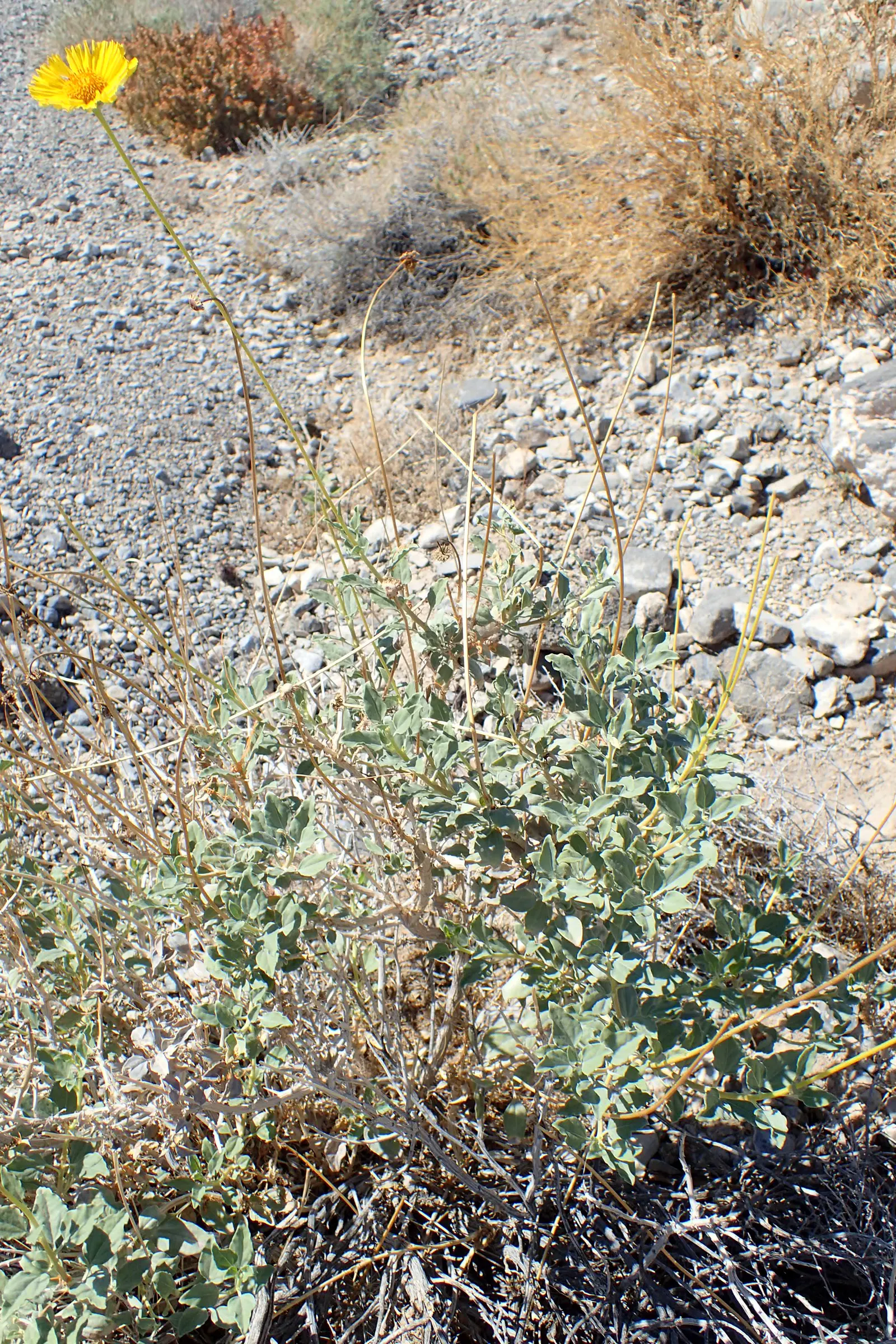Desert Encelia (Encelia Farinosa) — commonly termed Brittlebush; is a resilient and adaptable shrub native to the Southwestern United States and, image 77