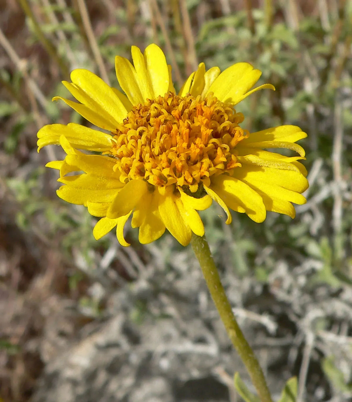 Desert Encelia (Encelia Farinosa) — Springtime yields bright yellow daisy-like flowers, adding a vivid splash to xeriscaped gardens; it‚Äôs a, image 80