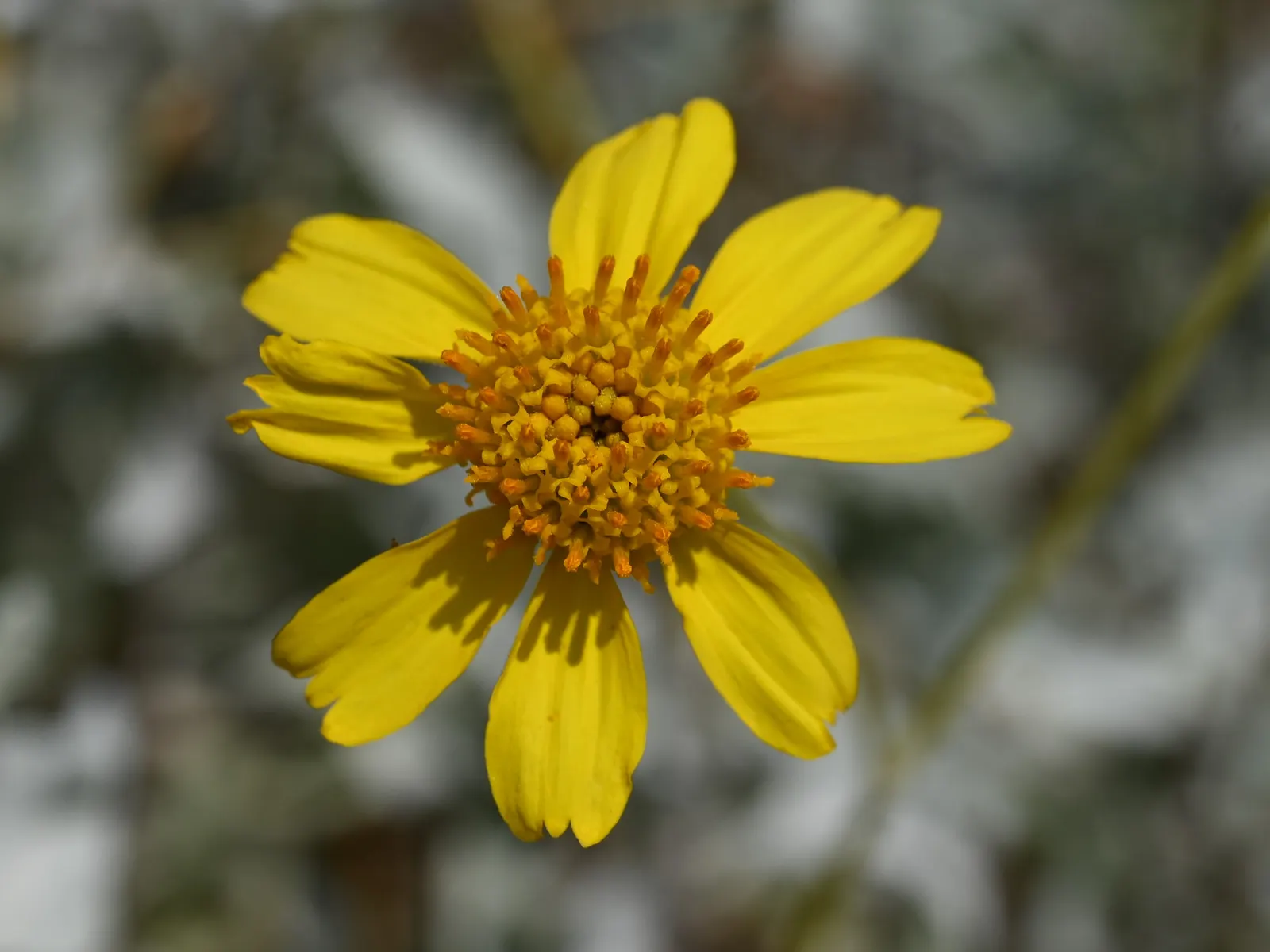 Desert Encelia (Encelia Farinosa) — Minimal supplemental watering is necessary once established, showcasing its drought-tolerant characteristics; which can