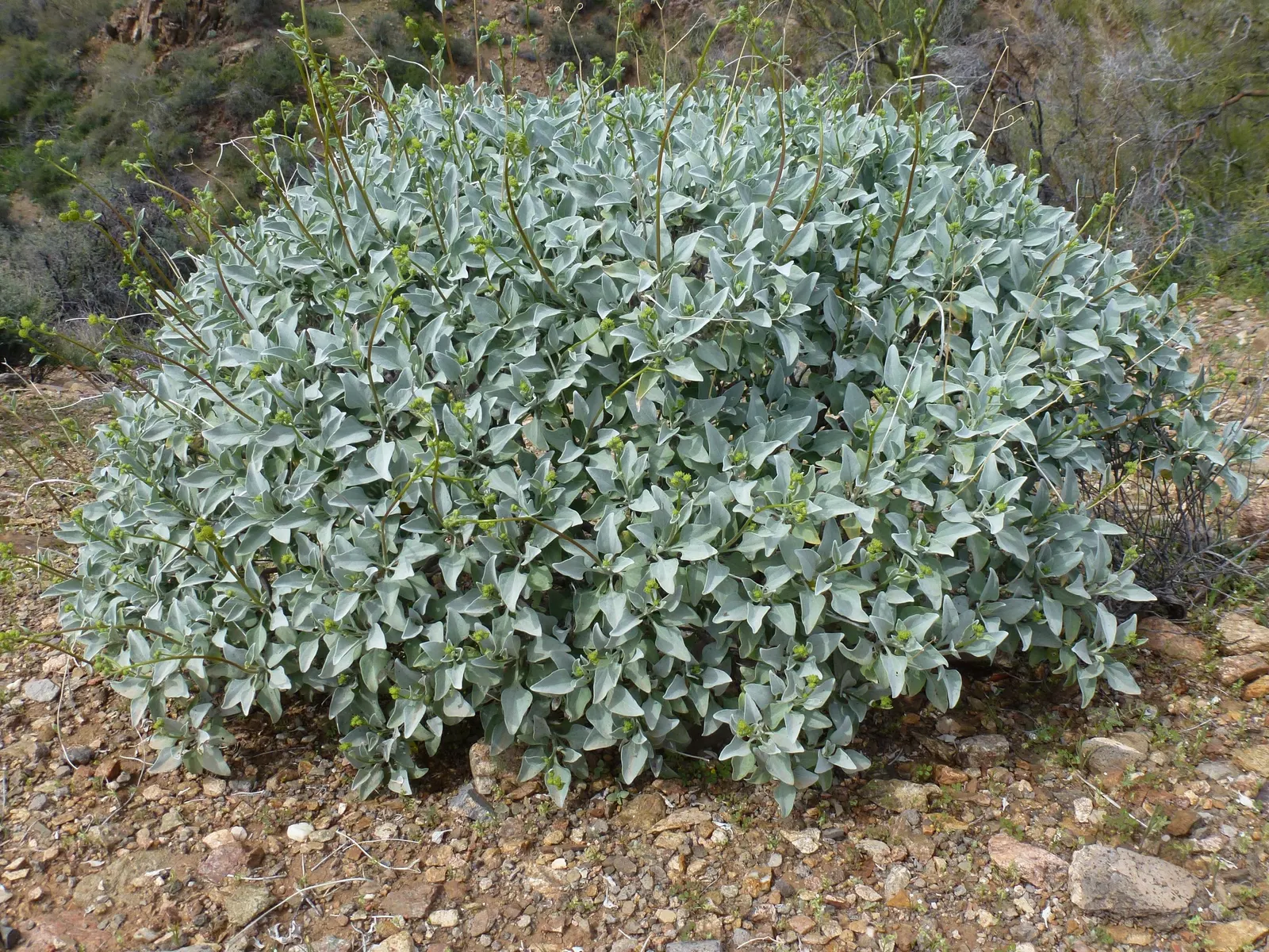 Desert Encelia (Encelia Farinosa) — Minimal supplemental watering is necessary once established, showcasing its drought-tolerant characteristics, image 70