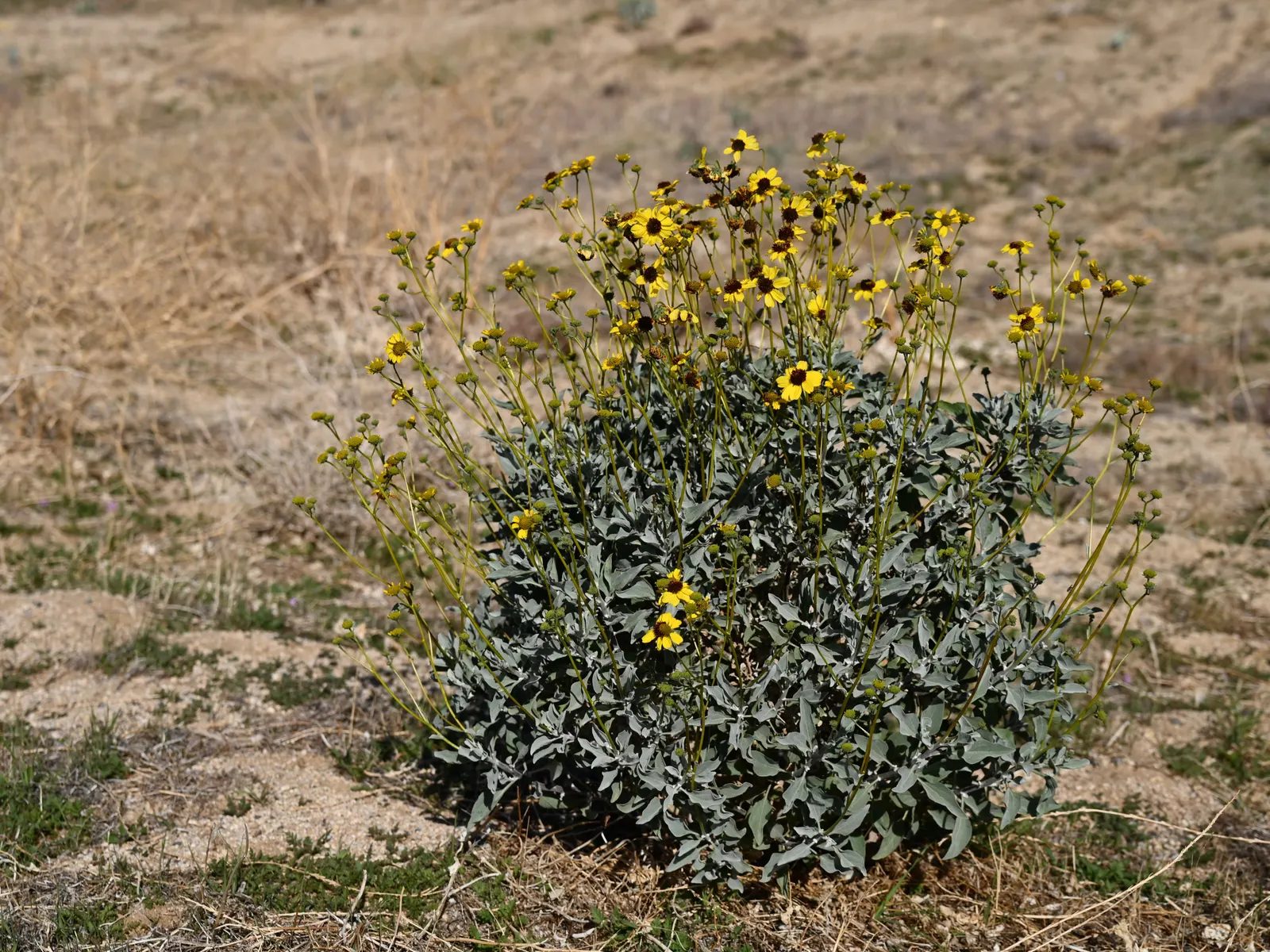 Desert Encelia (Encelia Farinosa) — is a resilient desert shrub thriving in arid climates