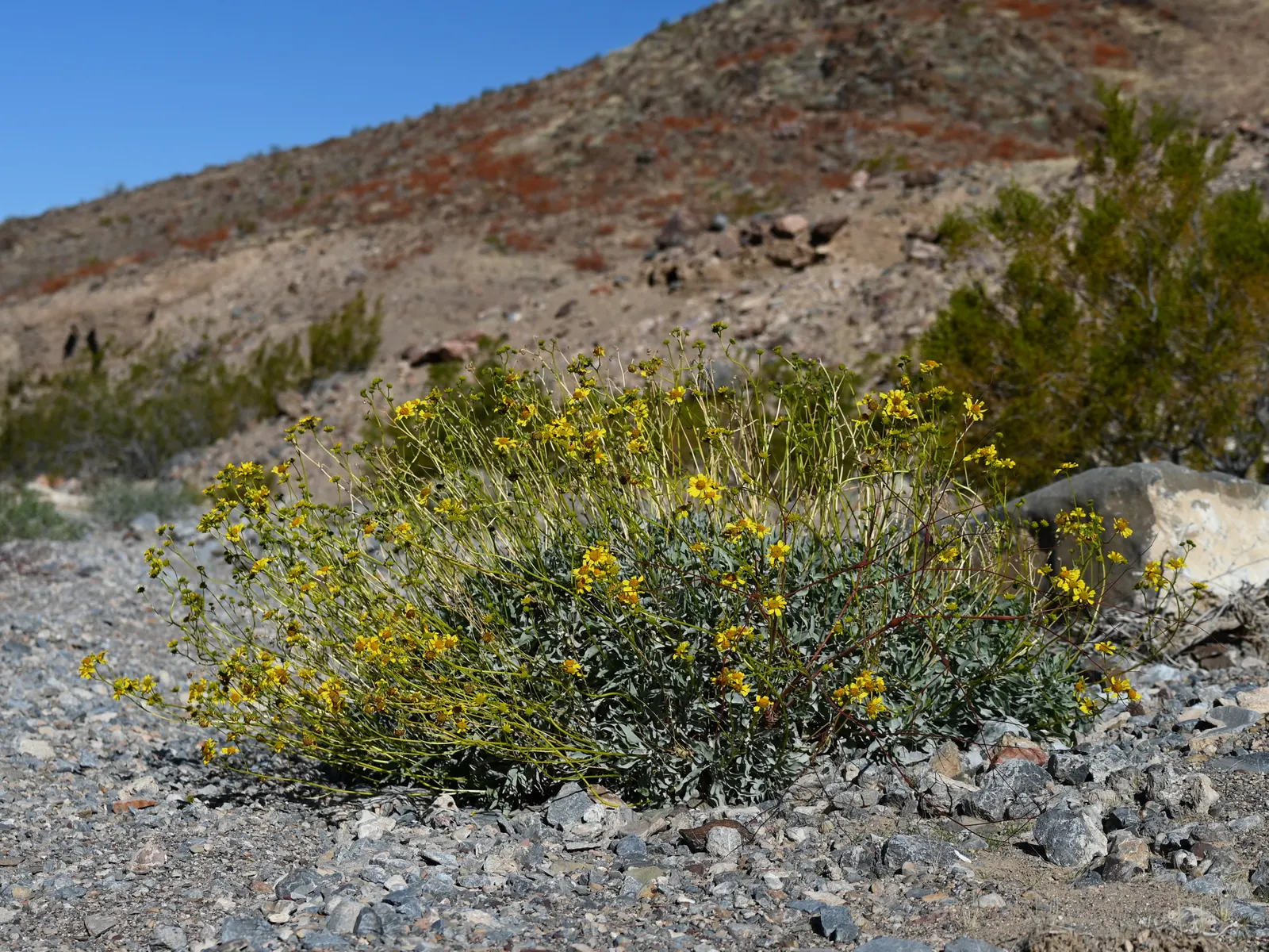Desert Encelia (Encelia Farinosa) — commonly termed Brittlebush; is a resilient and adaptable shrub native to the Southwestern United States and Northern Mexico
