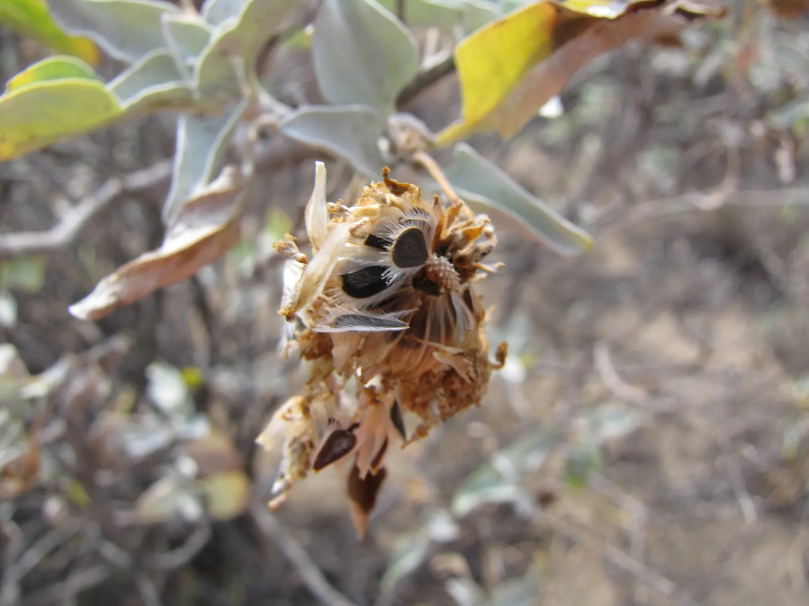 Desert Encelia (Encelia Farinosa) — epitomizing the beauty and toughness of desert flora; scientifically known as Encelia farinosa, image 109