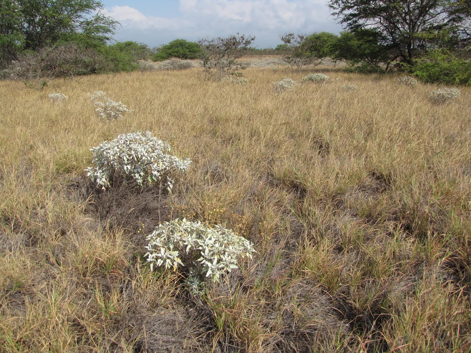 Desert Encelia (Encelia Farinosa) — These blooms stand on tall stems well above the foliage and attract a variety of pollinators