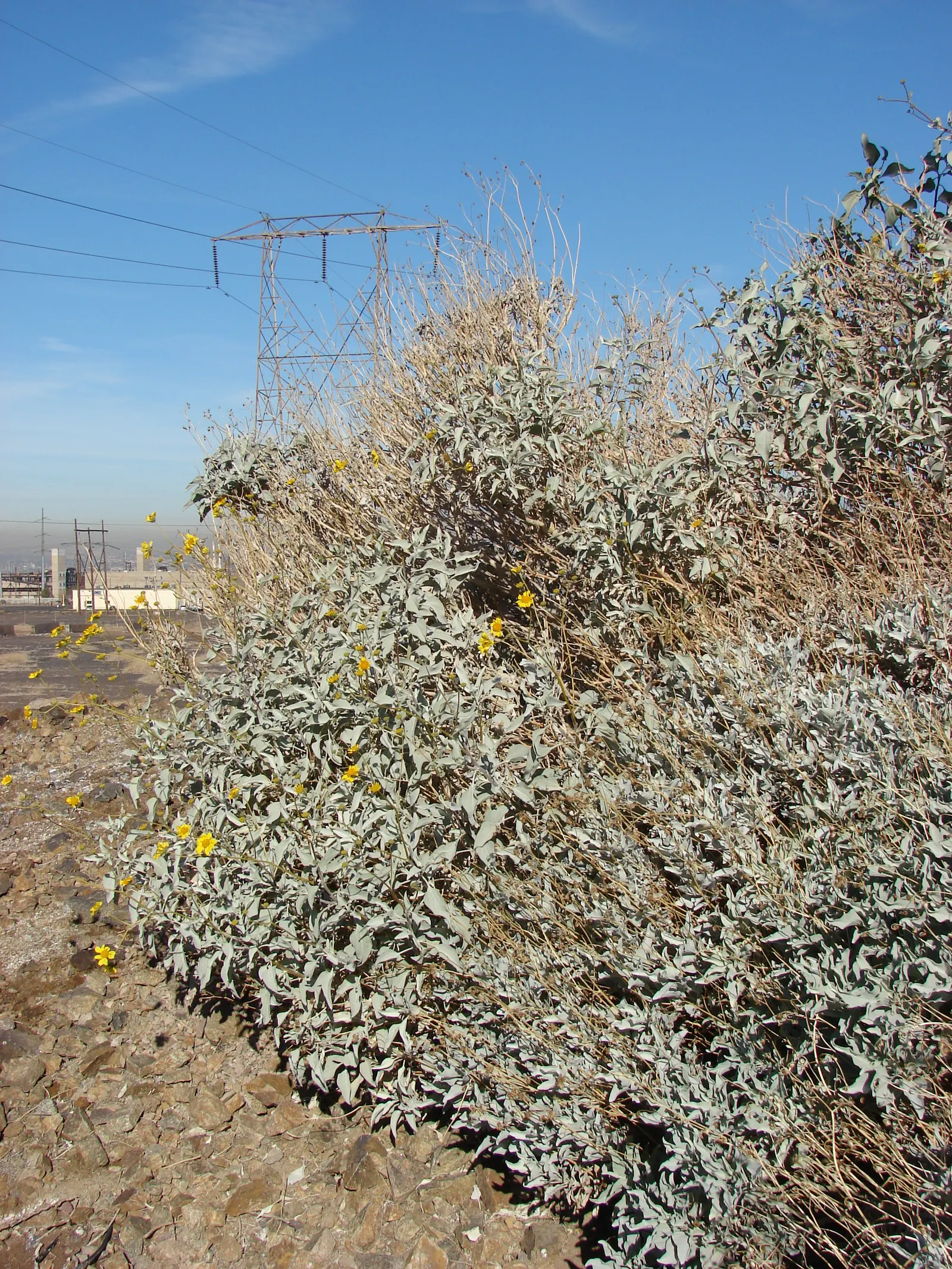Desert Encelia (Encelia Farinosa) — the leaves are covered with fine hairs that reflect sunlight, image 38