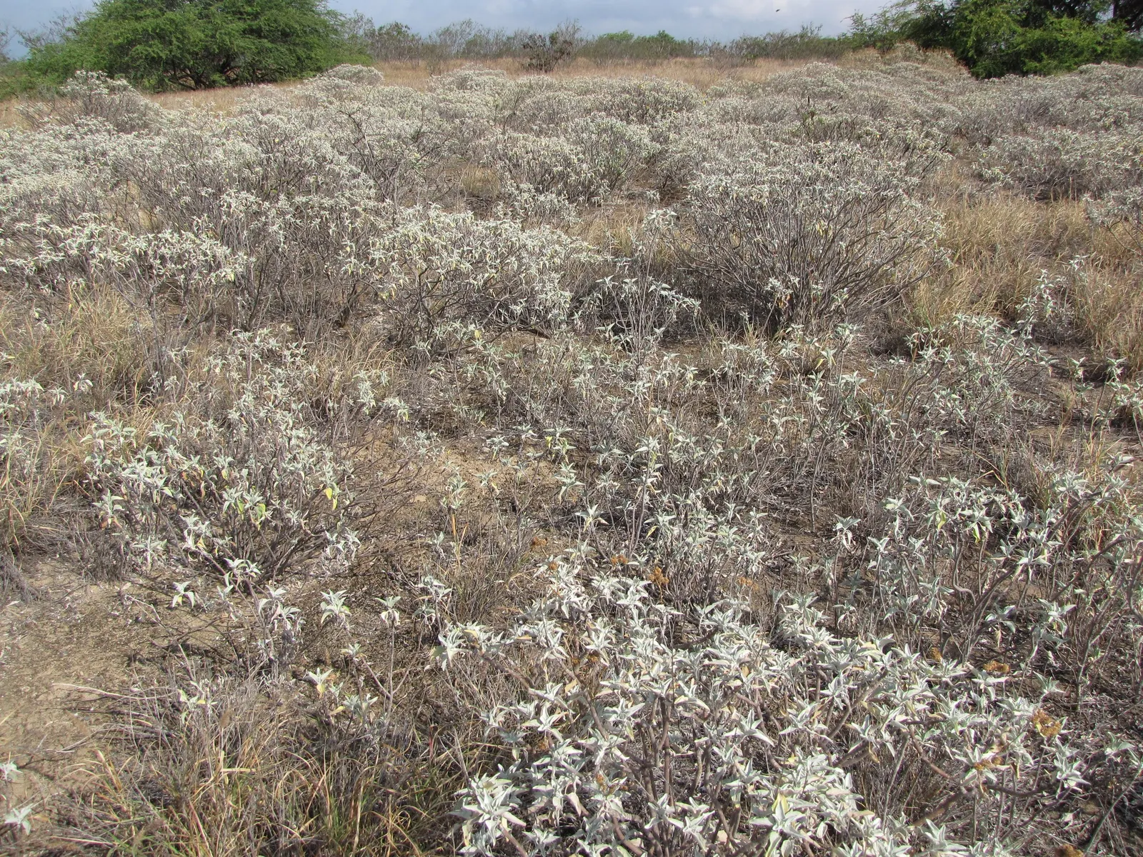 Desert Encelia (Encelia Farinosa) — It boasts silvery-gray foliage reaching up to 3 feet in height and width; shrub for full or half