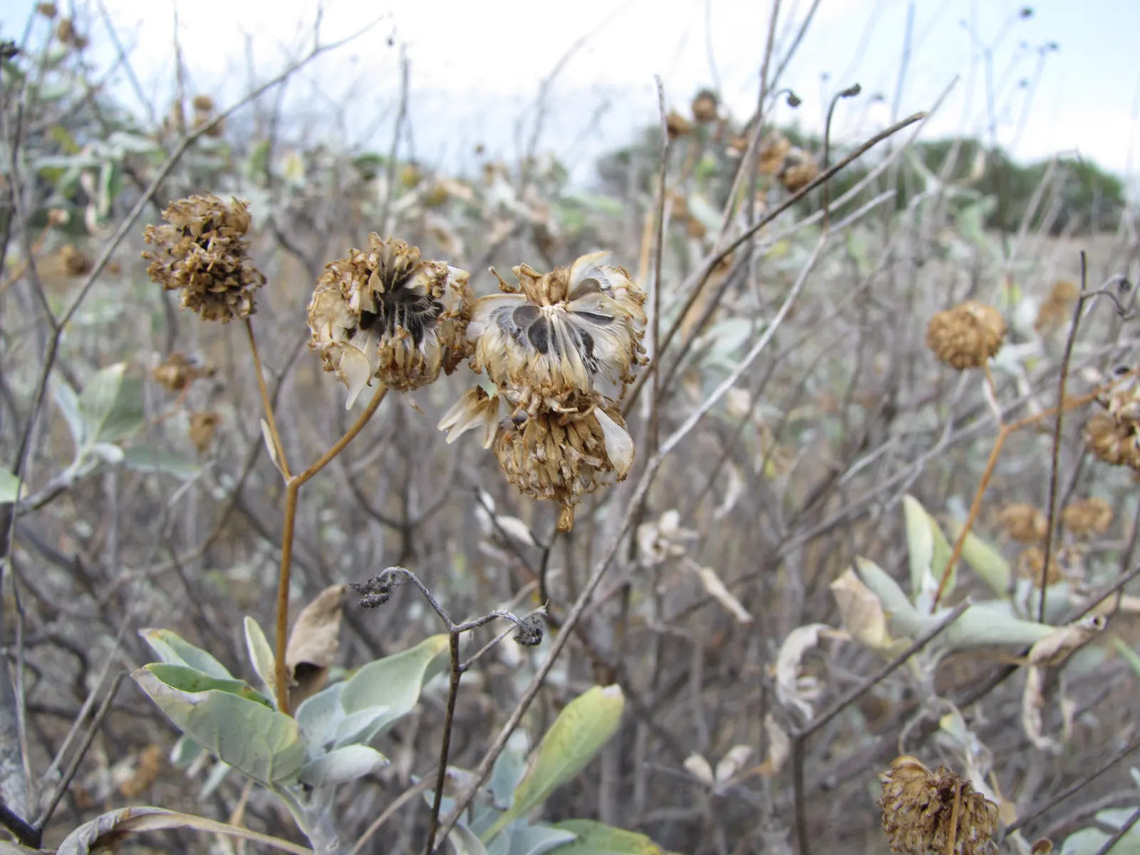 Desert Encelia (Encelia Farinosa) — These blooms stand on tall stems well above the foliage and attract a variety of pollinators; daisy-like flowers that are