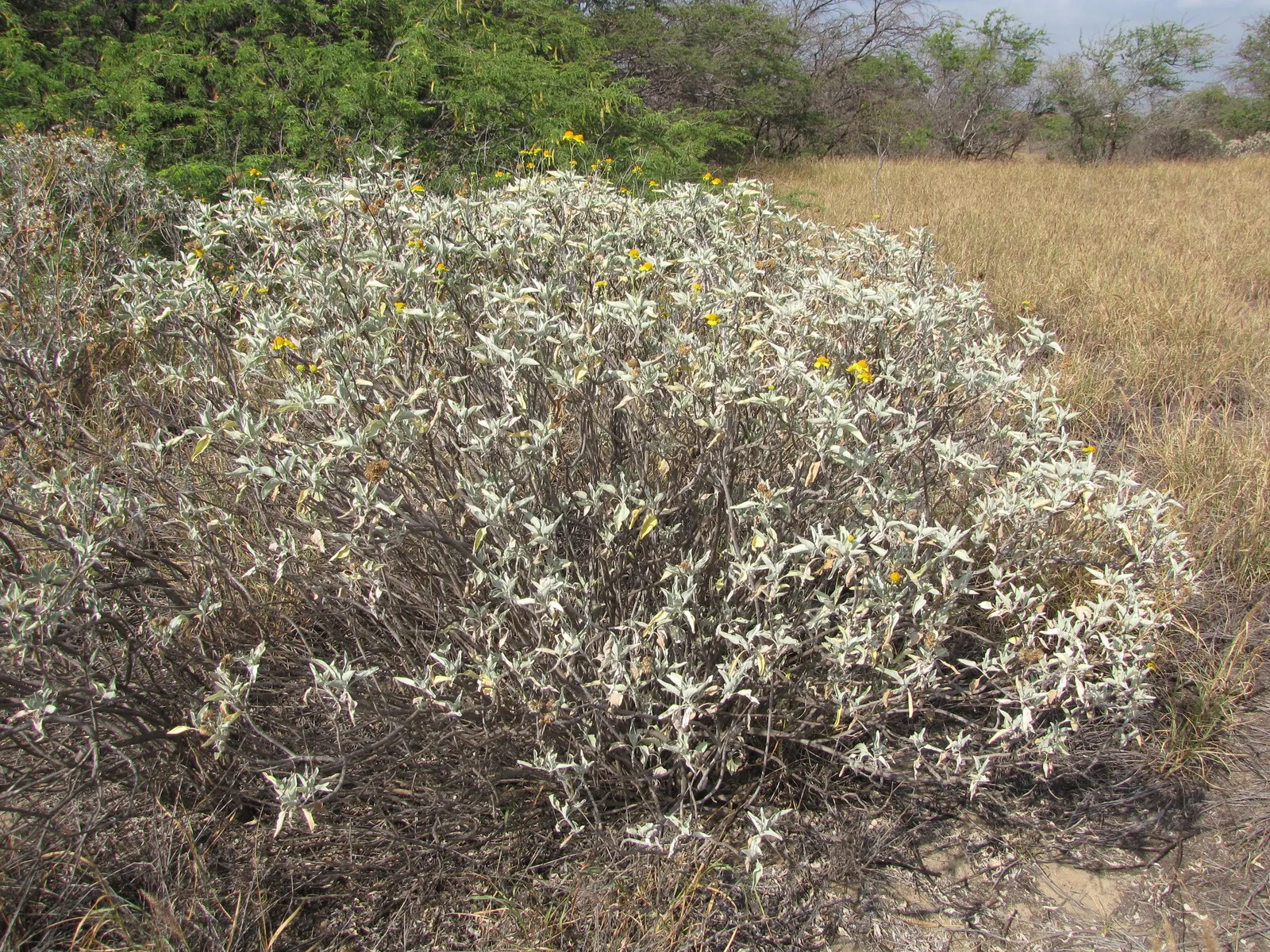 Desert Encelia (Encelia Farinosa) — Desert Encelia blooms from early spring to late summer