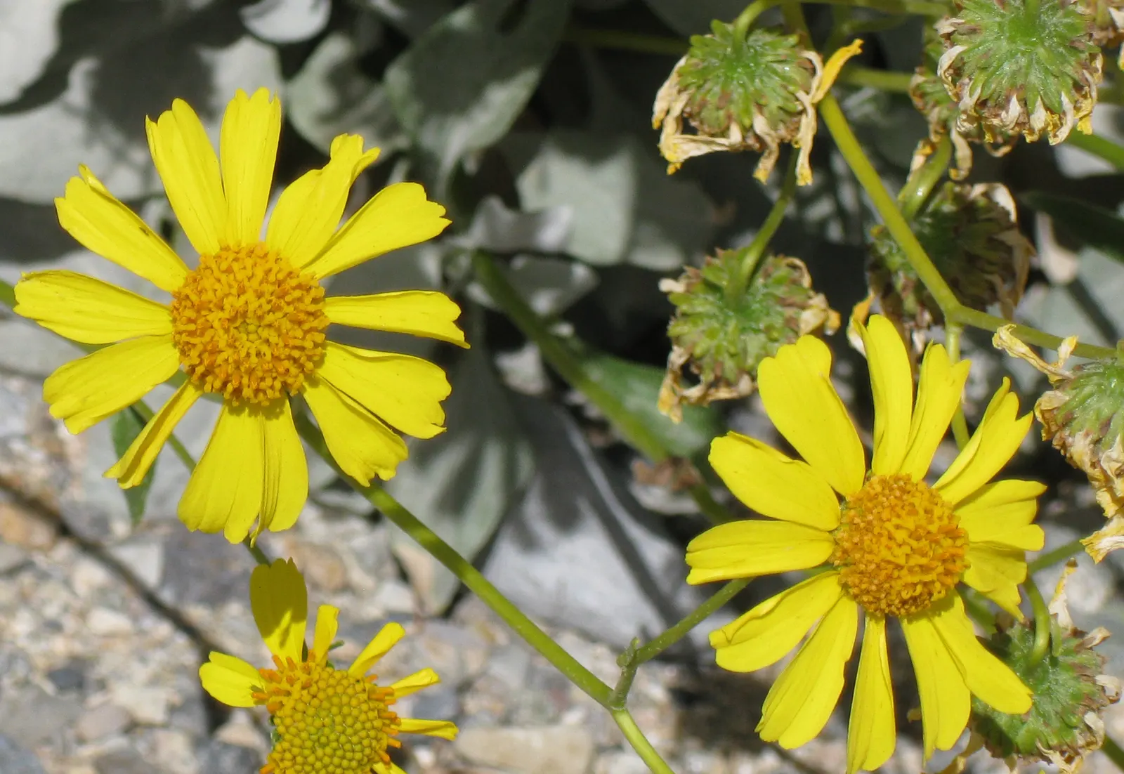 Desert Encelia (Encelia Farinosa) — Desert Encelia blooms from early spring to late summer; commonly termed Brittlebush