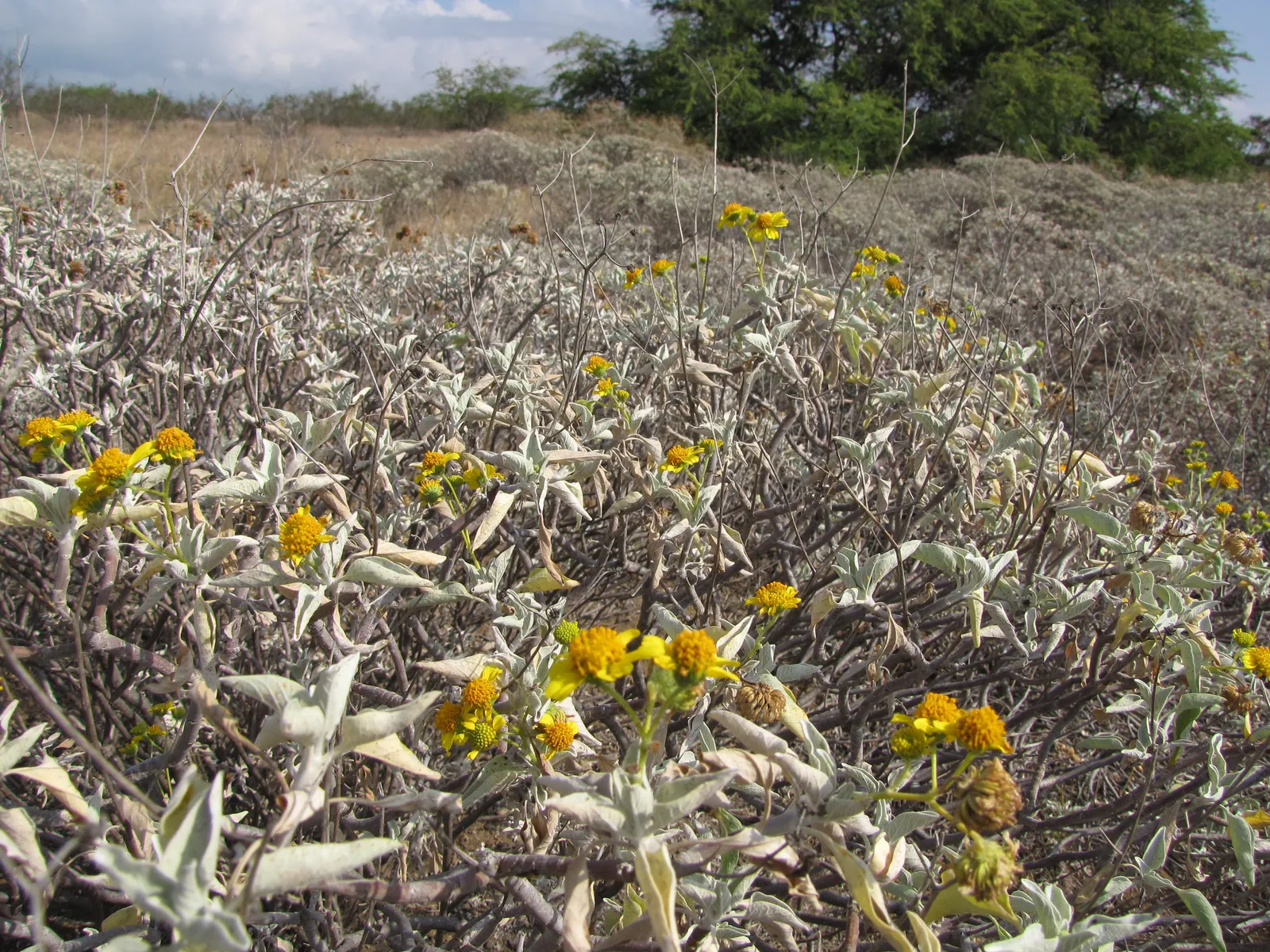 Desert Encelia (Encelia Farinosa) — Preferring full sun and well-draining soils; thus reducing water loss and protecting the plant from the intense desert heat