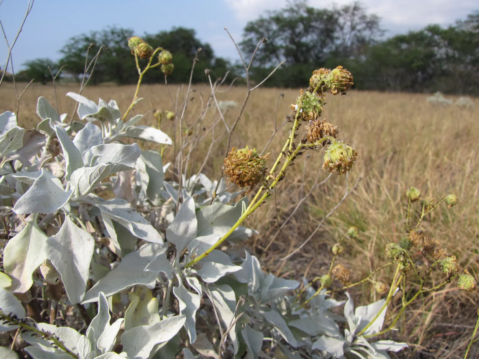 Desert Encelia (Encelia Farinosa) — thus reducing water loss and protecting the plant from the intense desert heat
