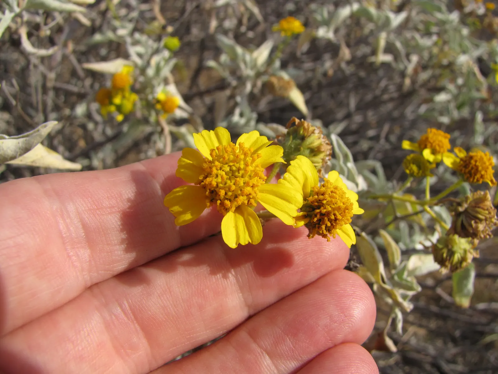 Desert Encelia (Encelia Farinosa) — It thrives in full sun exposure; yellow flowers in the garden
