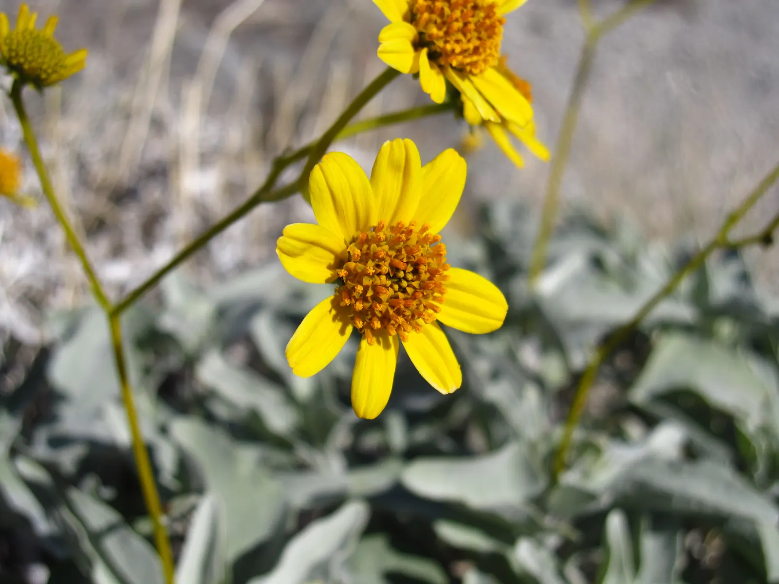 Desert Encelia (Encelia Farinosa) — which can reach heights of 2 to 4 feet with an equal spread