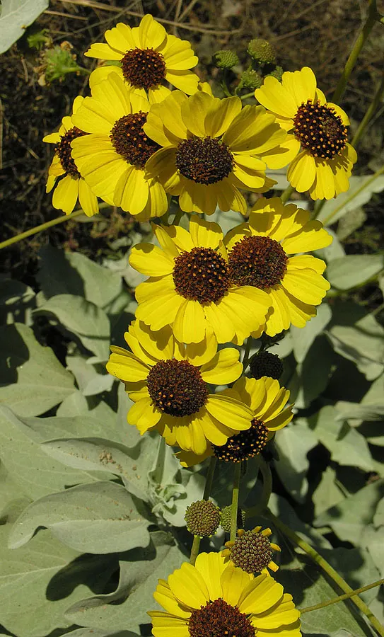 Desert Encelia (Encelia Farinosa) — thus reducing water loss and protecting the plant from the intense desert heat; minimal supplemental watering is necessary