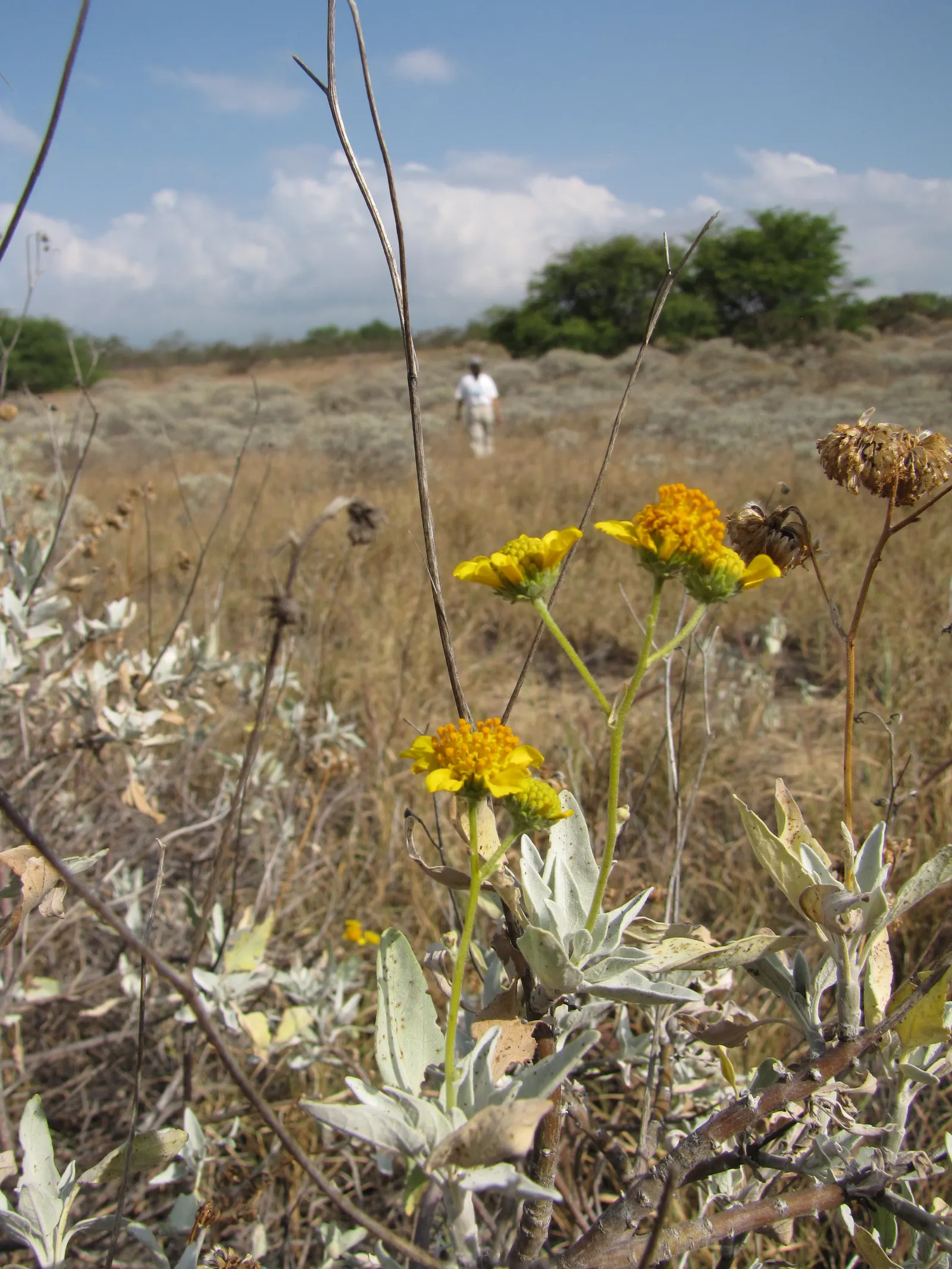 Desert Encelia (Encelia Farinosa) — requiring minimal water once established; is a resilient desert shrub thriving in arid climates