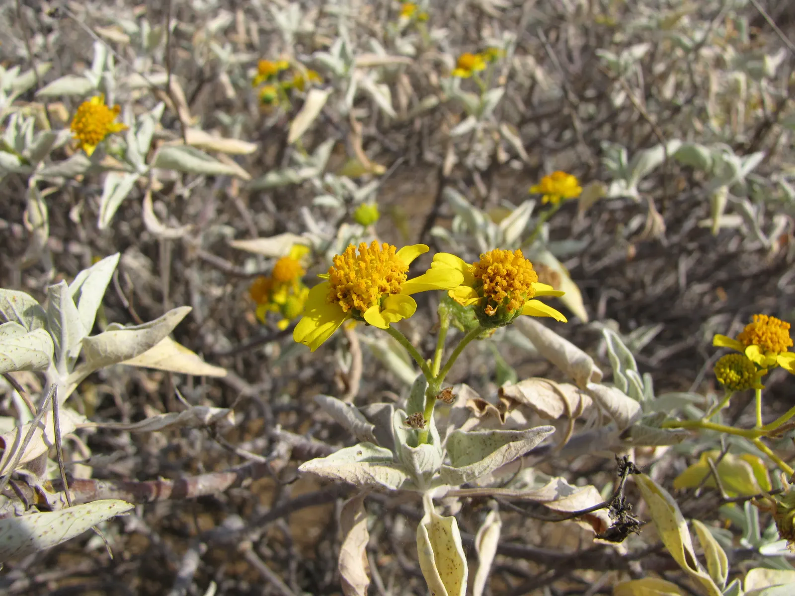 Desert Encelia (Encelia Farinosa) — is a resilient desert shrub thriving in arid climates; it thrives in full sun exposure