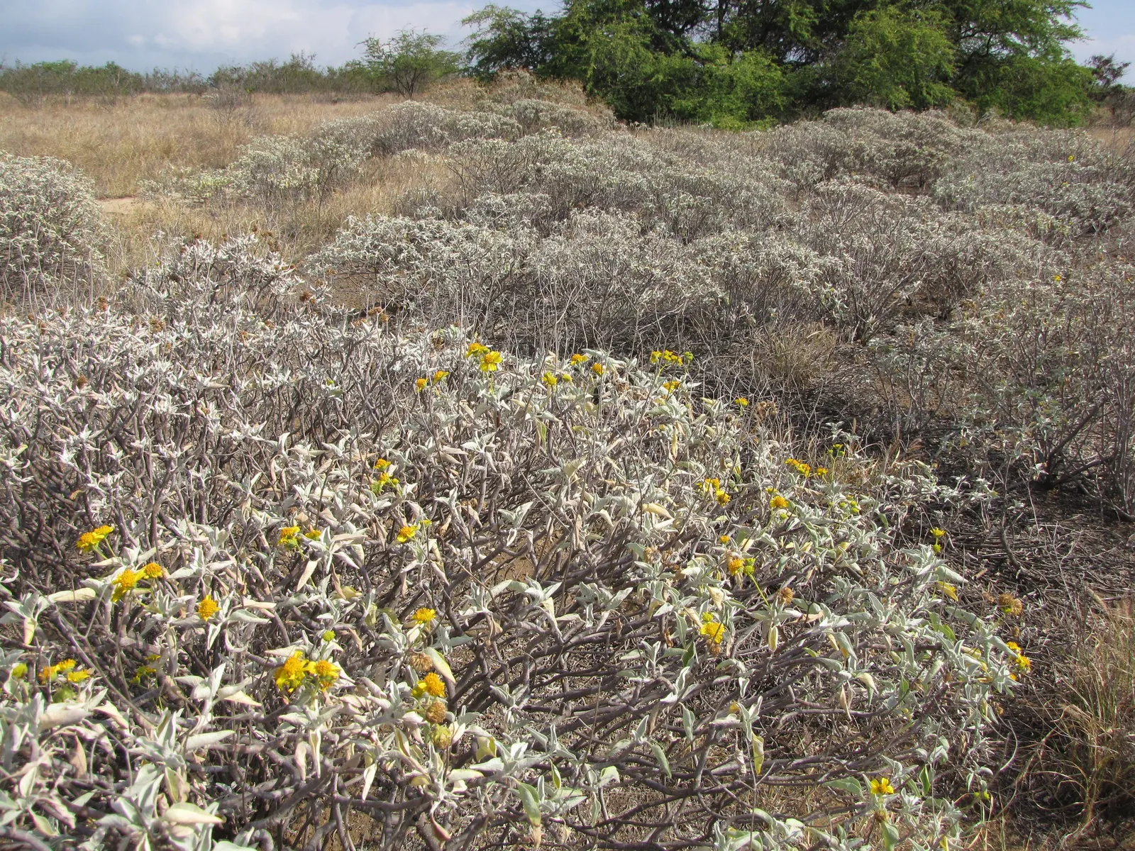 Desert Encelia (Encelia Farinosa) — it‚Äôs a low-maintenance choice; the Desert Encelia is an excellent choice for gardeners aiming for a natural