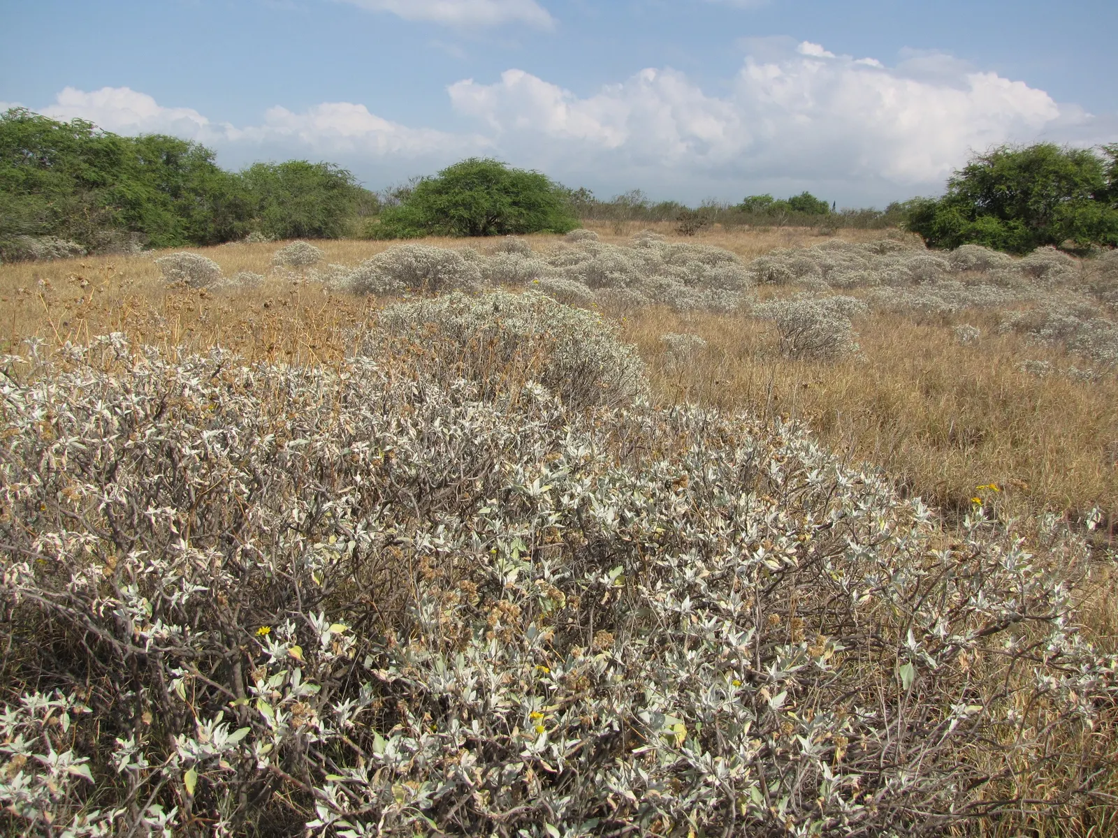 Desert Encelia (Encelia Farinosa) — the Desert Encelia is an excellent choice for gardeners aiming for a natural