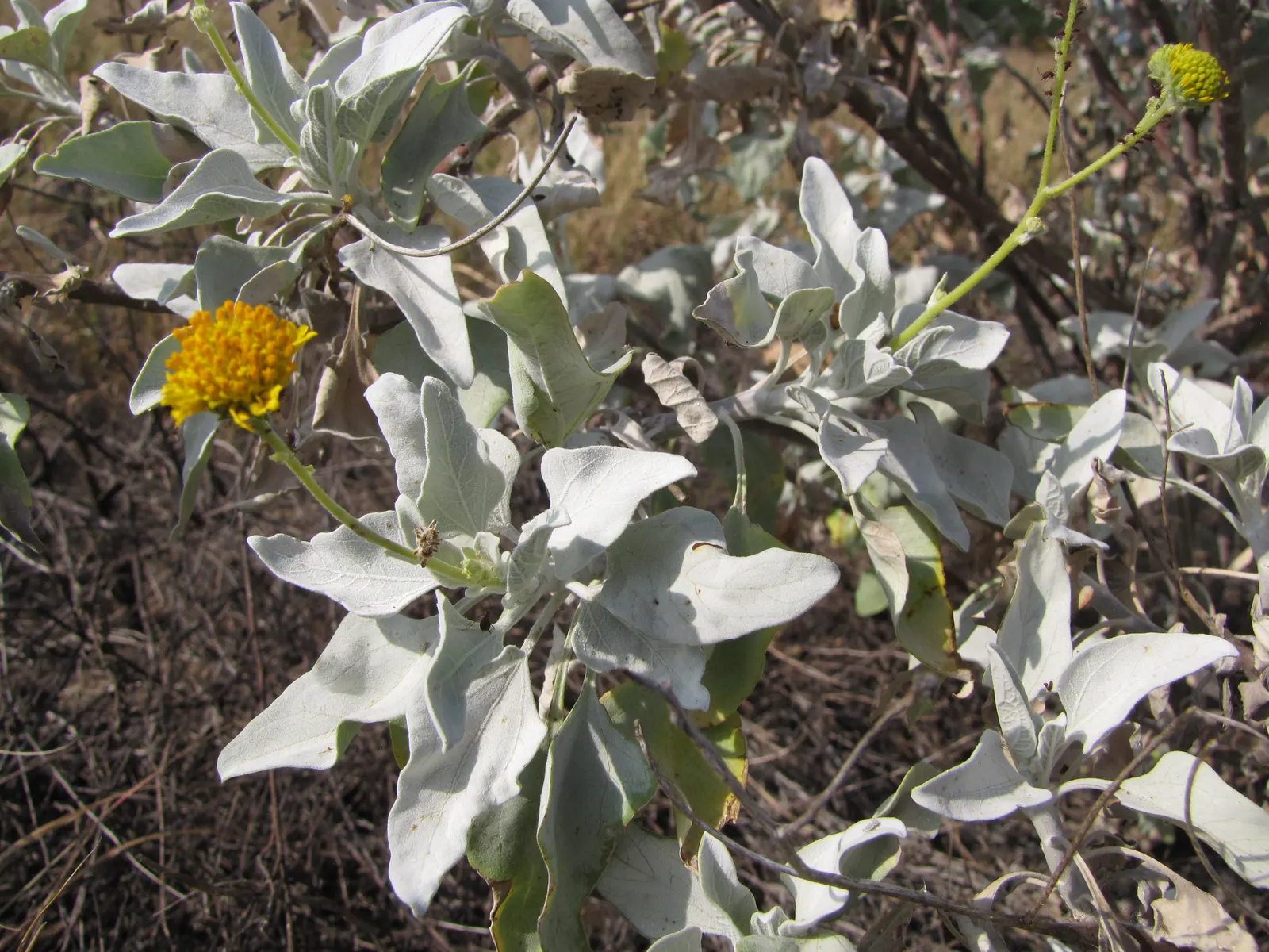 Desert Encelia (Encelia Farinosa) — epitomizing the beauty and toughness of desert flora; scientifically known as Encelia farinosa
