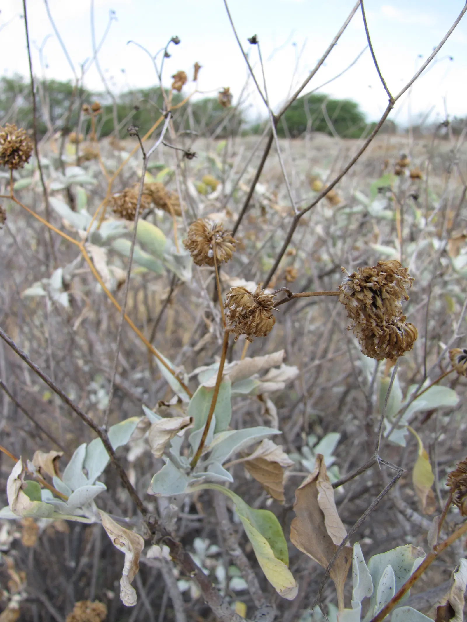 Desert Encelia (Encelia Farinosa) — scientifically known as Encelia farinosa; these blooms stand on tall stems well above the foliage and attract a, image 110