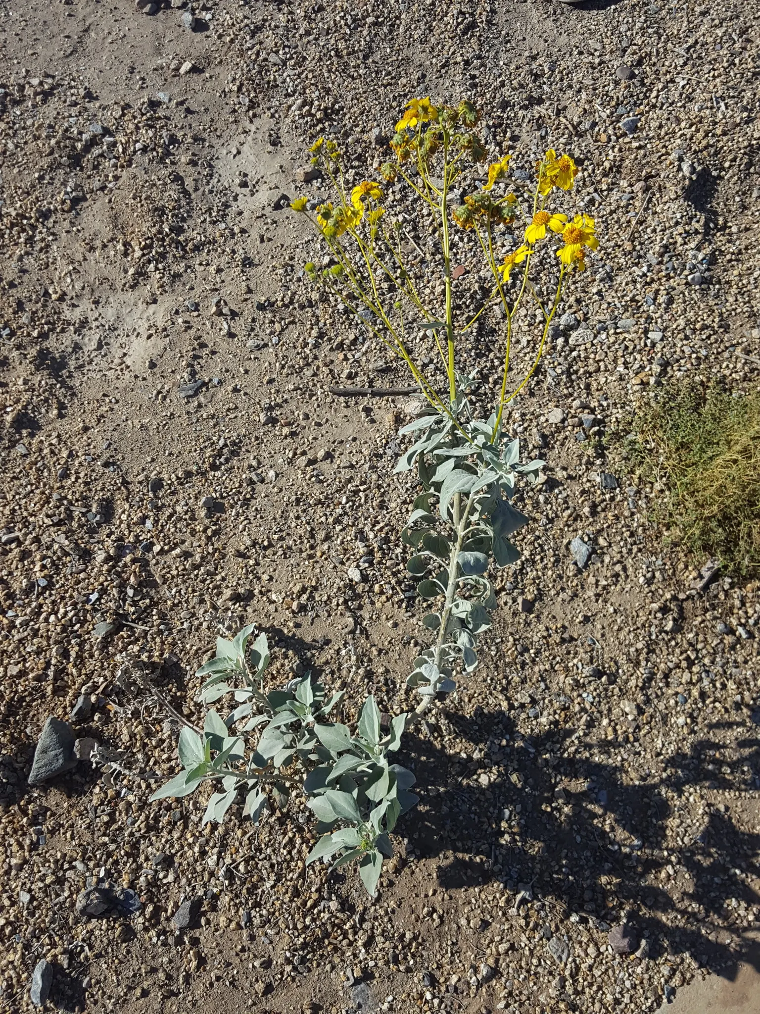 Desert Encelia (Encelia Farinosa) — daisy-like flowers that are approximately 1 to 2 inches in diameter; epitomizing the beauty and toughness of desert flora