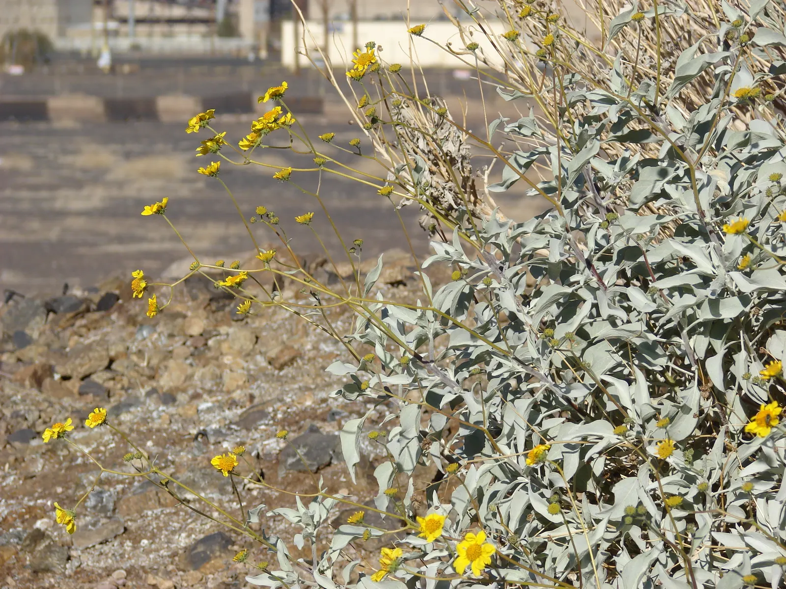 Desert Encelia (Encelia Farinosa) — It boasts silvery-gray foliage reaching up to 3 feet in height and width; shrub for full or half, image 104