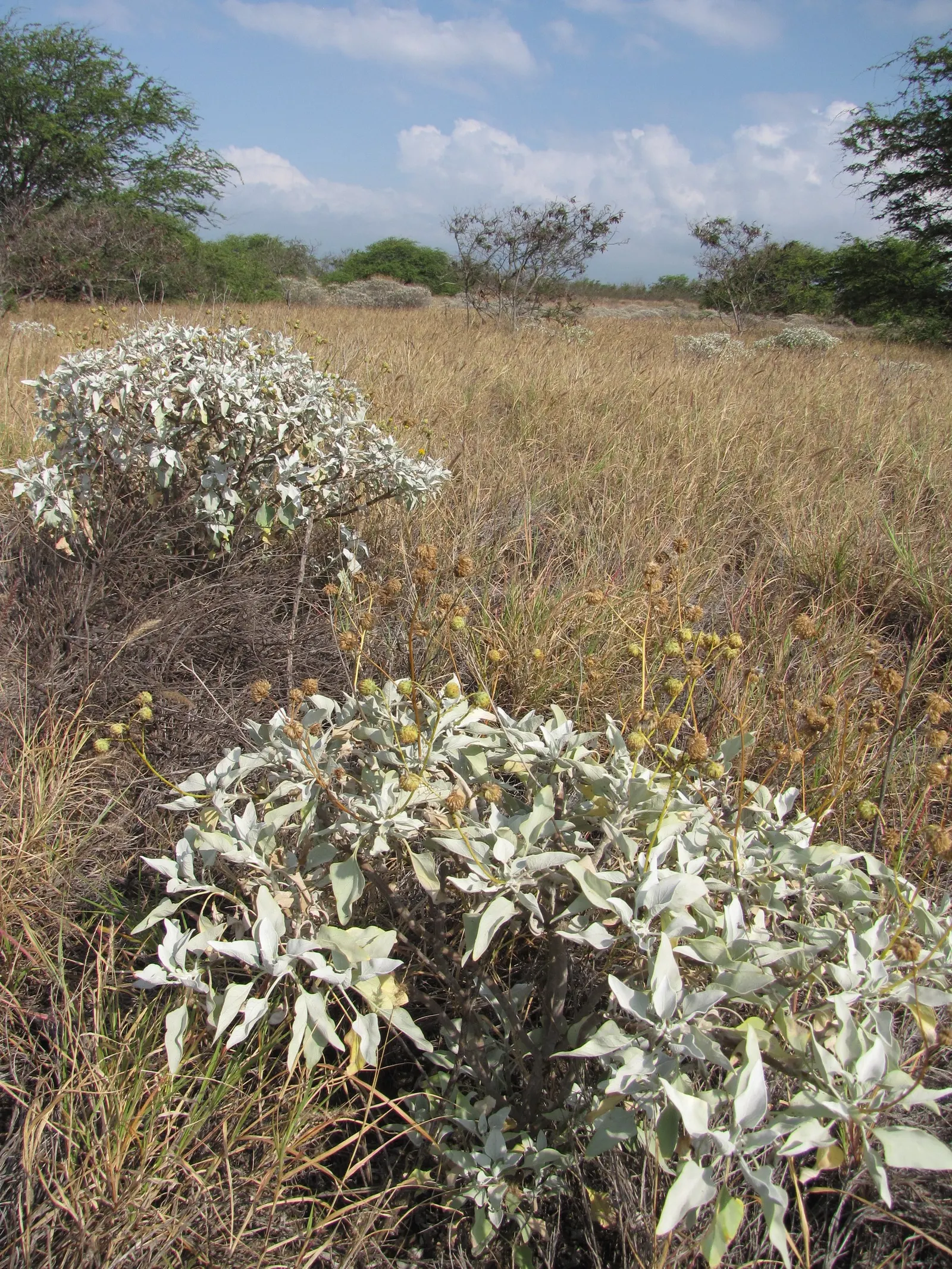 Desert Encelia (Encelia Farinosa) — daisy-like flowers that are approximately 1 to 2 inches in diameter