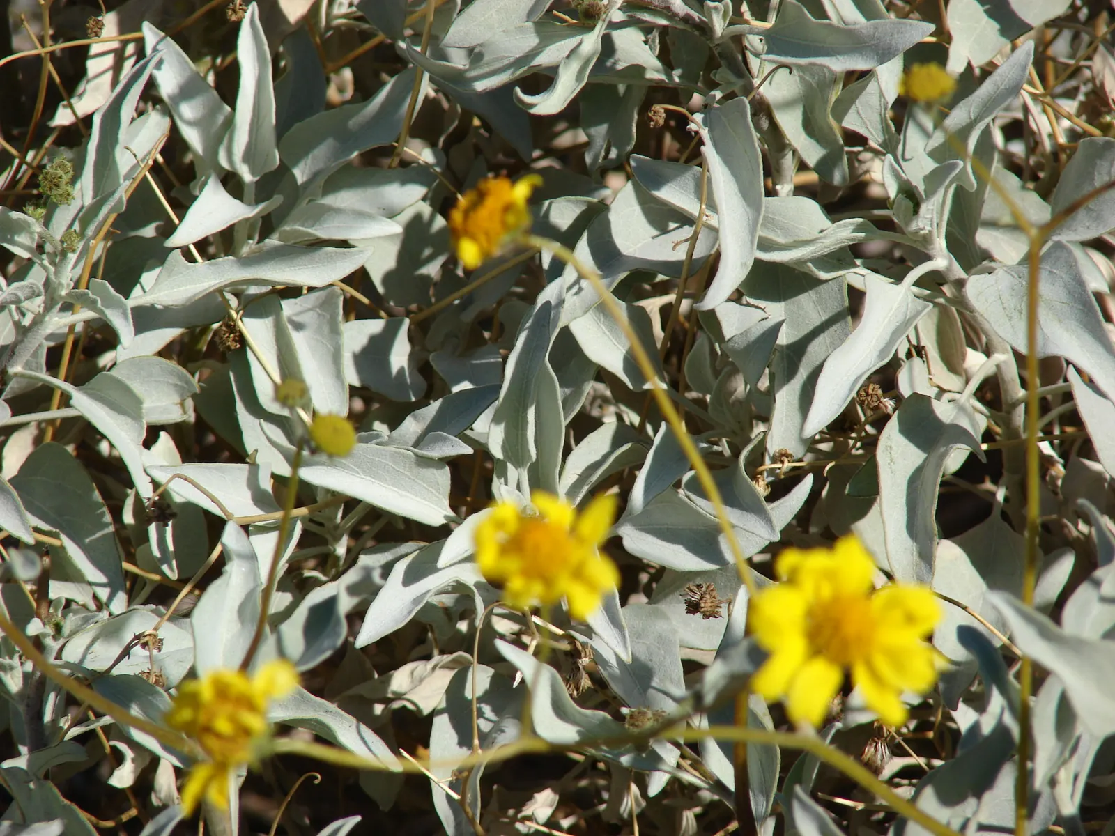 Desert Encelia (Encelia Farinosa) — Springtime yields bright yellow daisy-like flowers, adding a vivid splash to xeriscaped gardens; it‚Äôs a, image 105