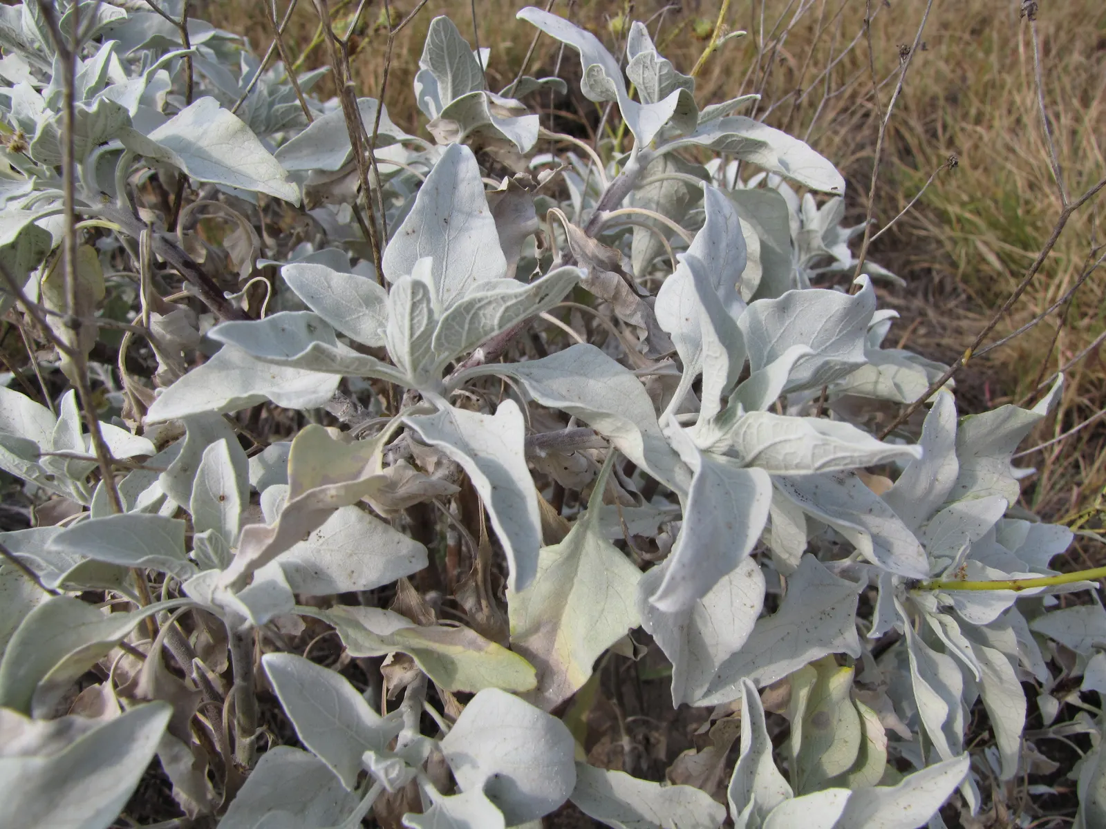 Desert Encelia (Encelia Farinosa) — Springtime yields bright yellow daisy-like flowers, adding a vivid splash to xeriscaped gardens; it‚Äôs a low-maintenance