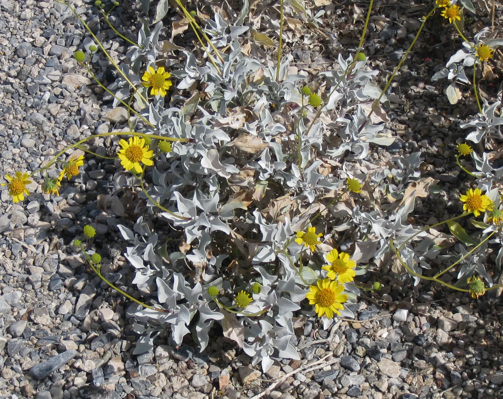 Desert Encelia (Encelia Farinosa) — the leaves are covered with fine hairs that reflect sunlight