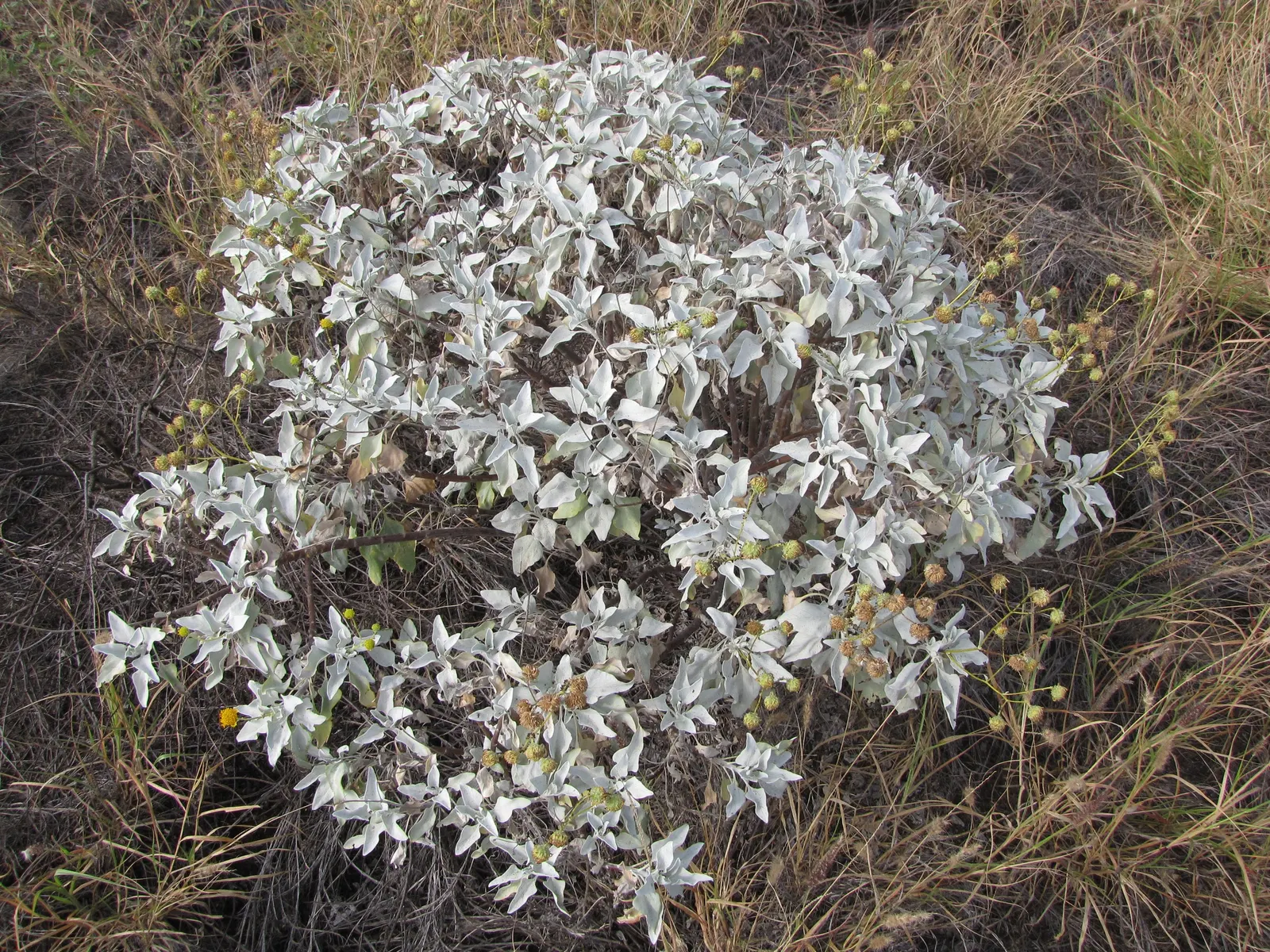 Desert Encelia (Encelia Farinosa) — Minimal supplemental watering is necessary once established, showcasing its drought-tolerant characteristics