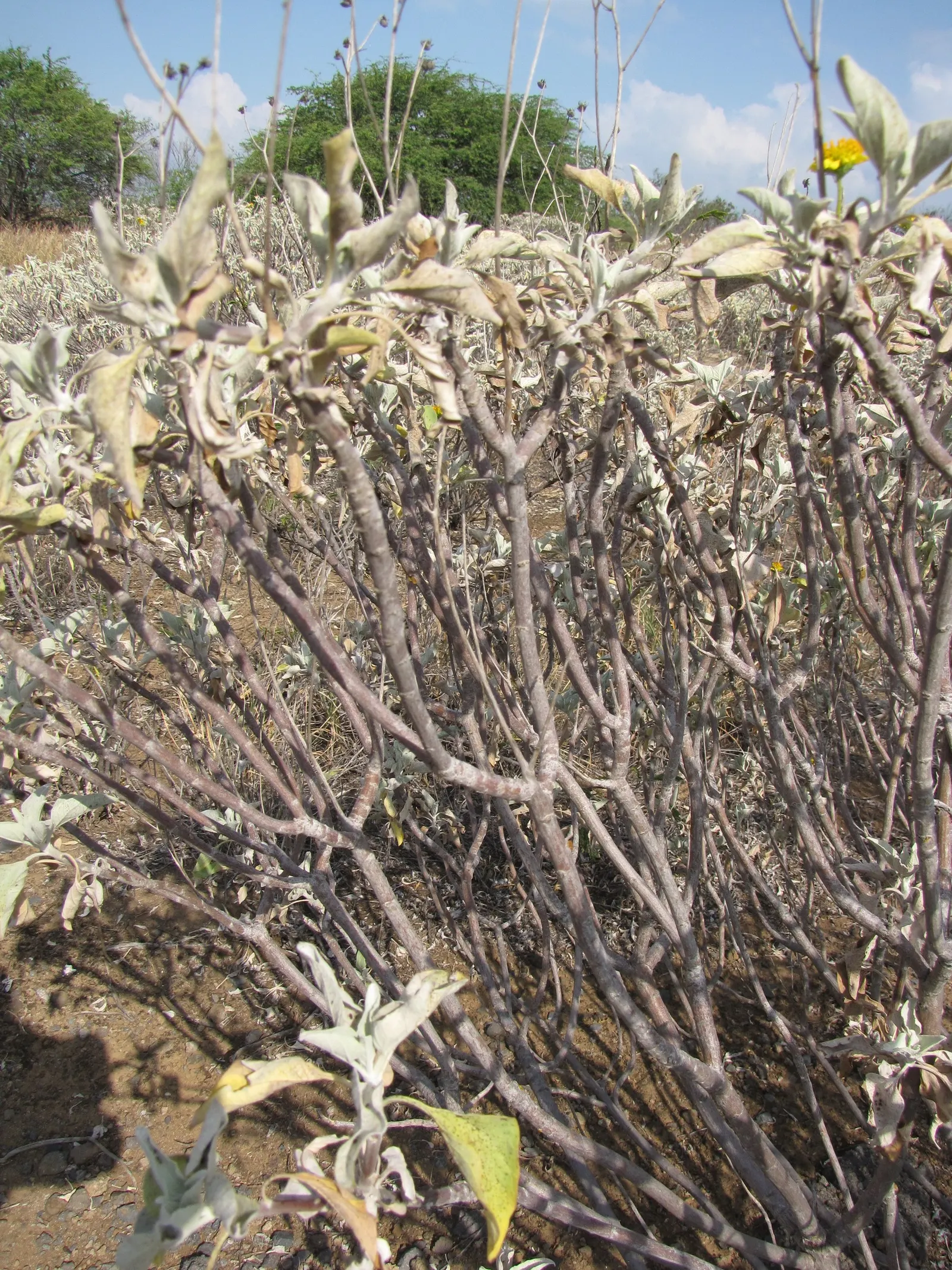 Desert Encelia (Encelia Farinosa) — The Desert Encelia (Encelia farinosa)