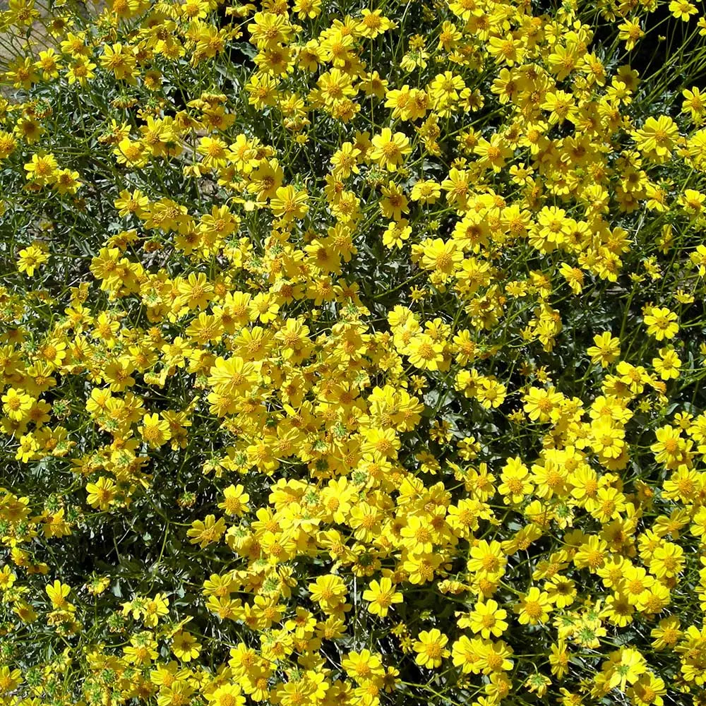 Desert Encelia (Encelia Farinosa) — commonly termed Brittlebush; is a resilient and adaptable shrub native to the Southwestern United States and, image 102