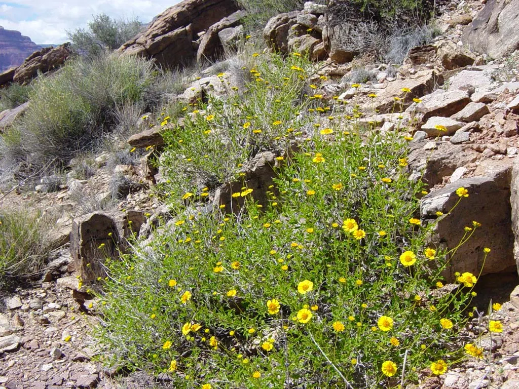 Desert Encelia (Encelia Farinosa) — The Desert Encelia (Encelia farinosa); it boasts silvery-gray foliage reaching up to 3 feet in height and width, image 101