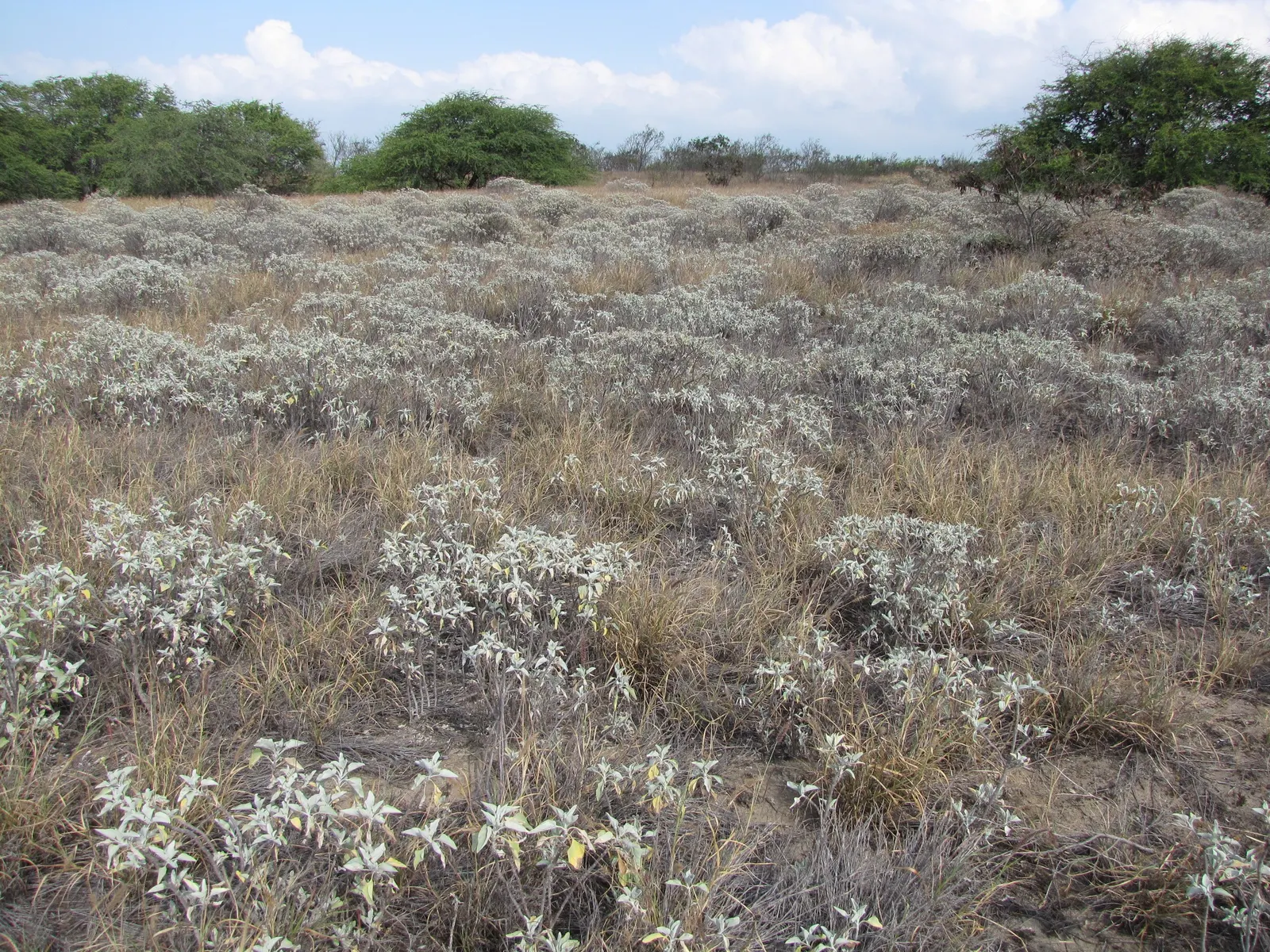 Desert Encelia (Encelia Farinosa) — scientifically known as Encelia farinosa; these blooms stand on tall stems well above the foliage and attract a variety of