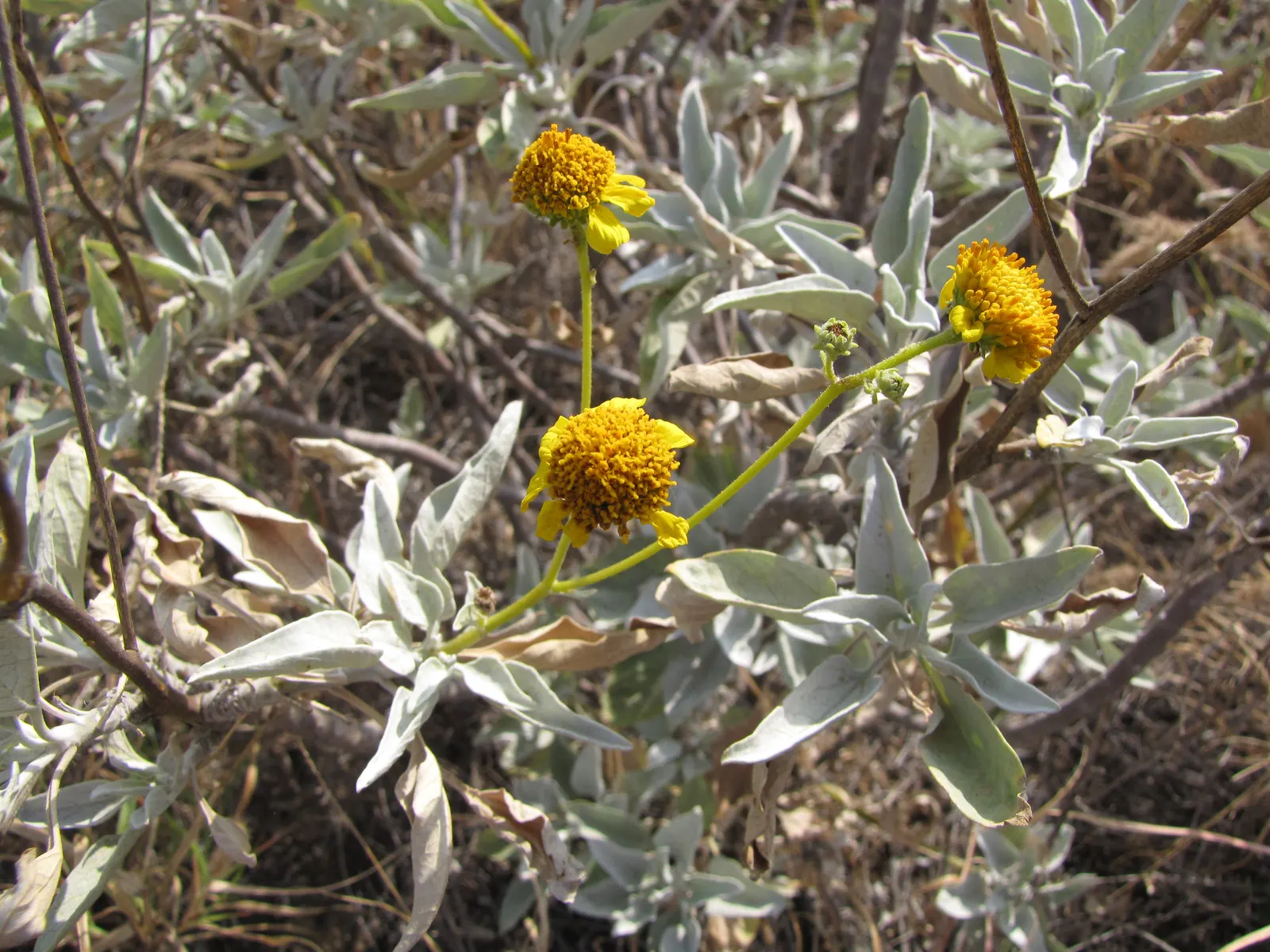 Desert Encelia (Encelia Farinosa) — requiring at least 6 hours of direct sunlight a day to ensure optimal growth and flowering