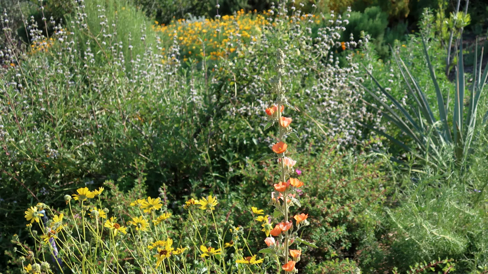 Desert Encelia (Encelia Farinosa) — shrub with yellow blooms; desert Encelia blooms from early spring to late summer, image 99
