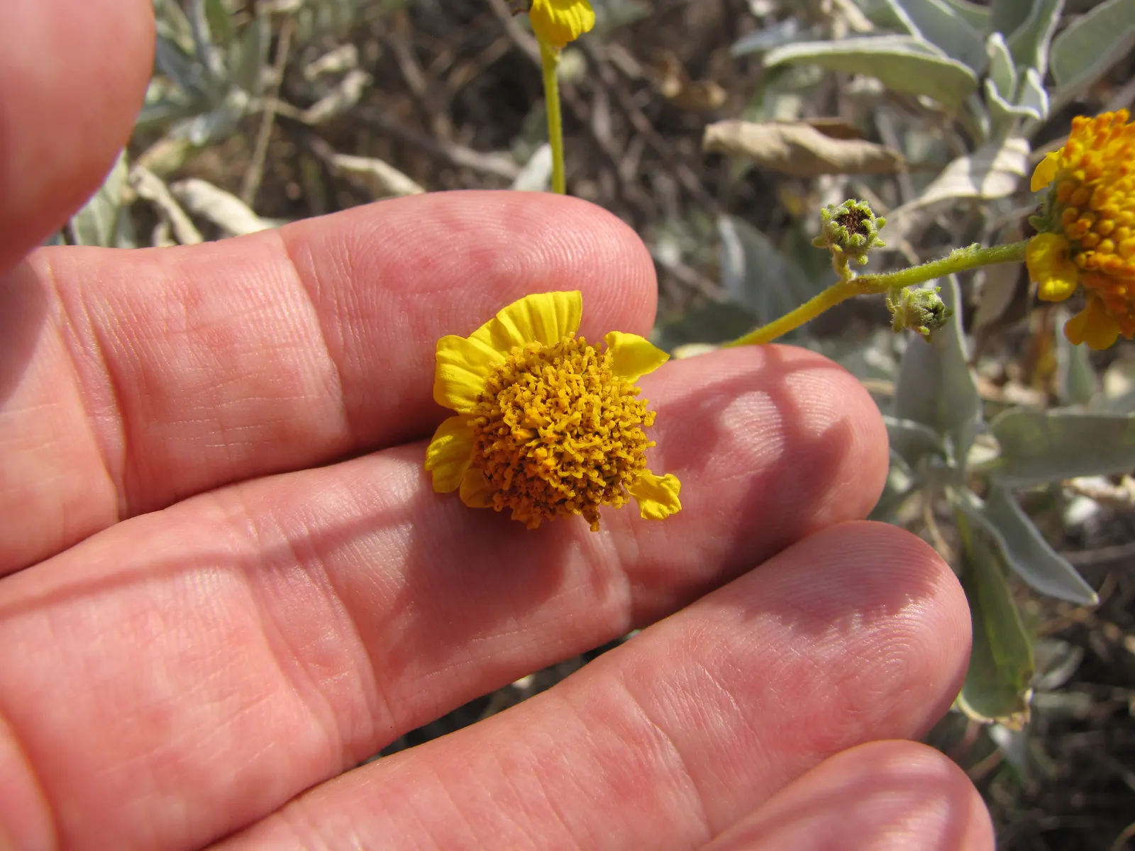 Desert Encelia (Encelia Farinosa) — shrub for full or half; desert-inspired landscape, image 100