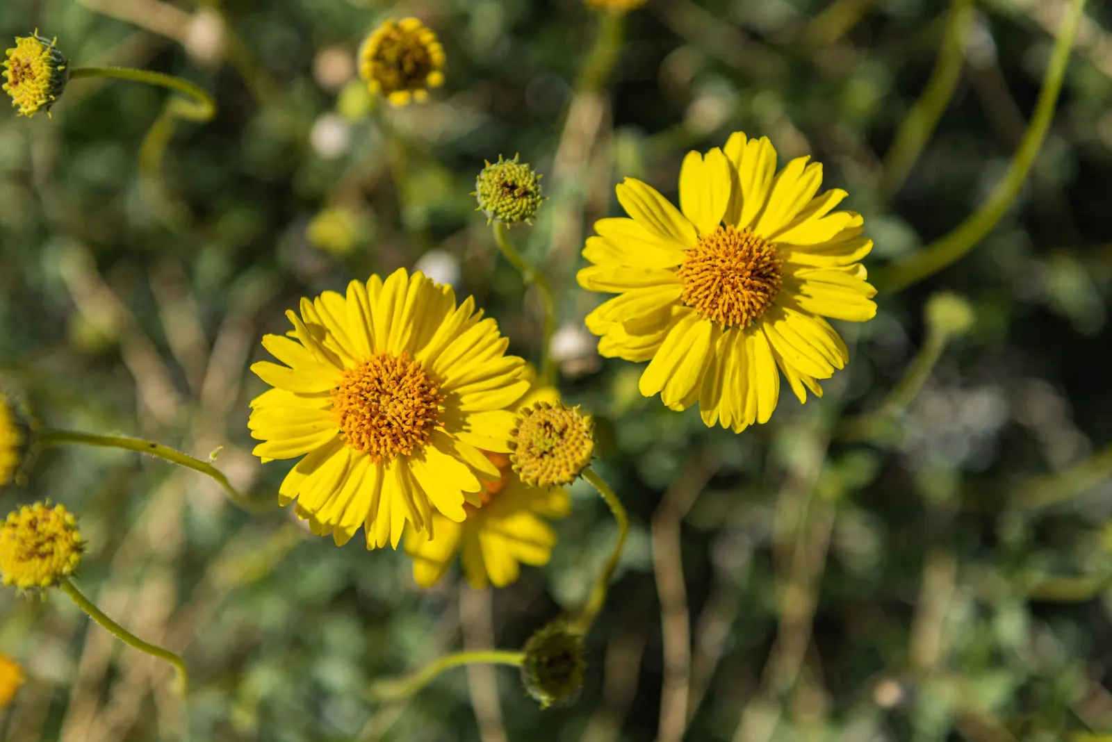 Desert Encelia (Encelia Farinosa) — shrub for full or half