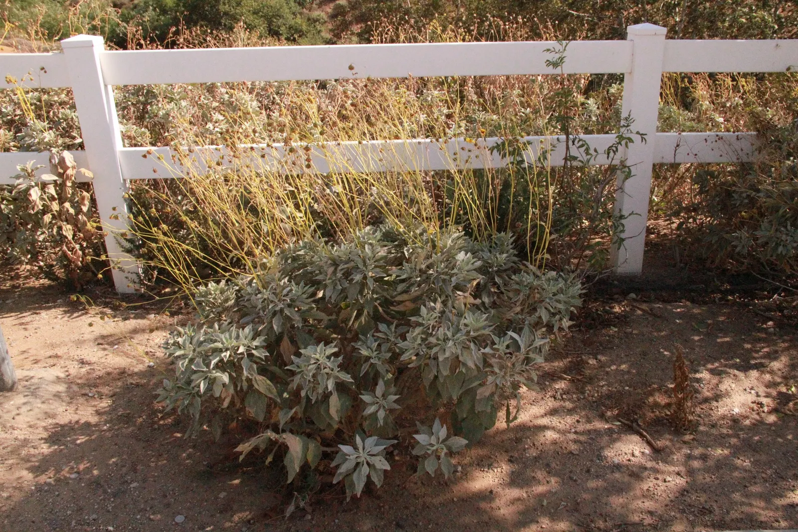 Desert Encelia (Encelia Farinosa) — Preferring full sun and well-draining soils
